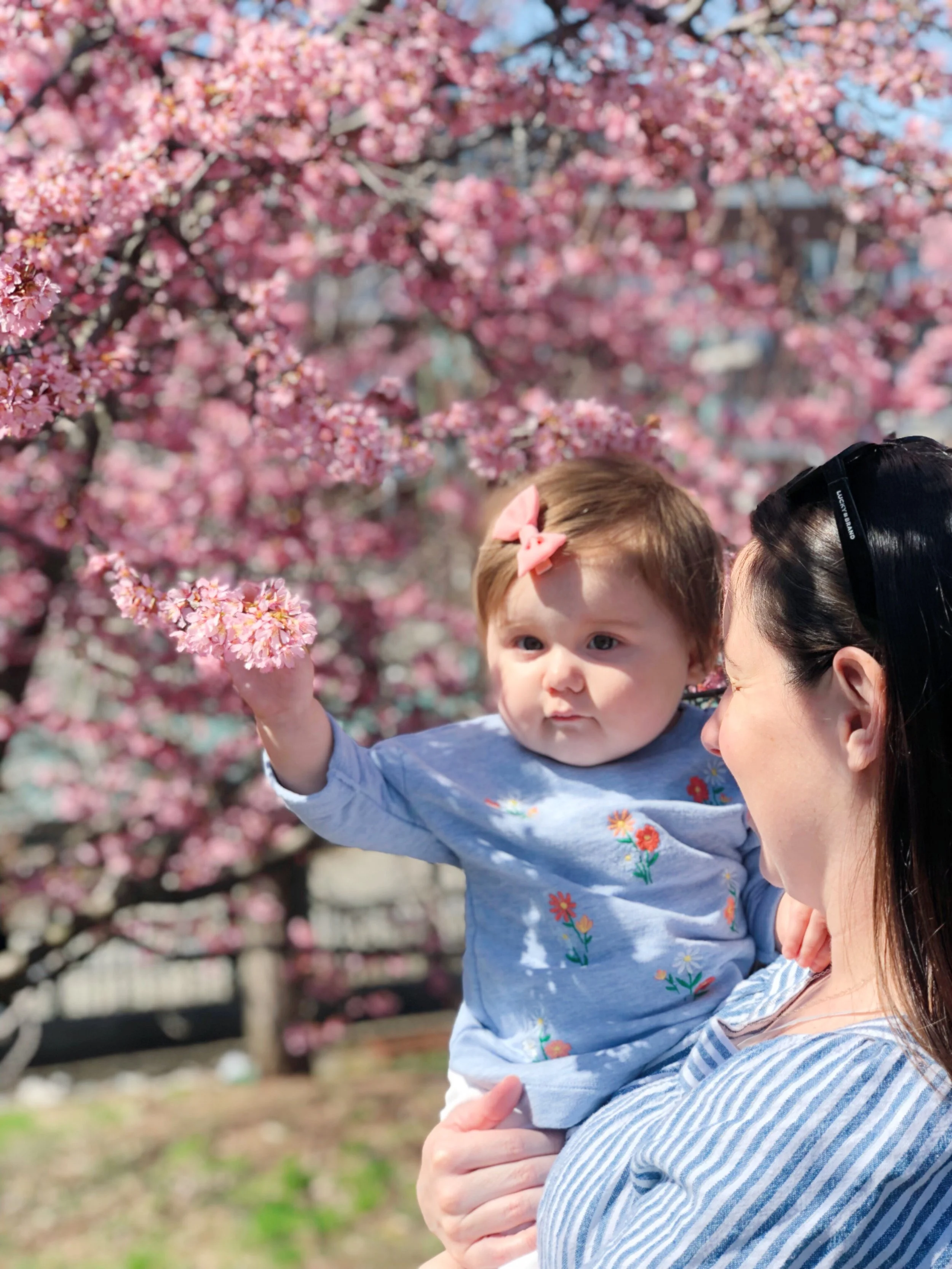 Springtime and Cherry Blossoms in New Jersey