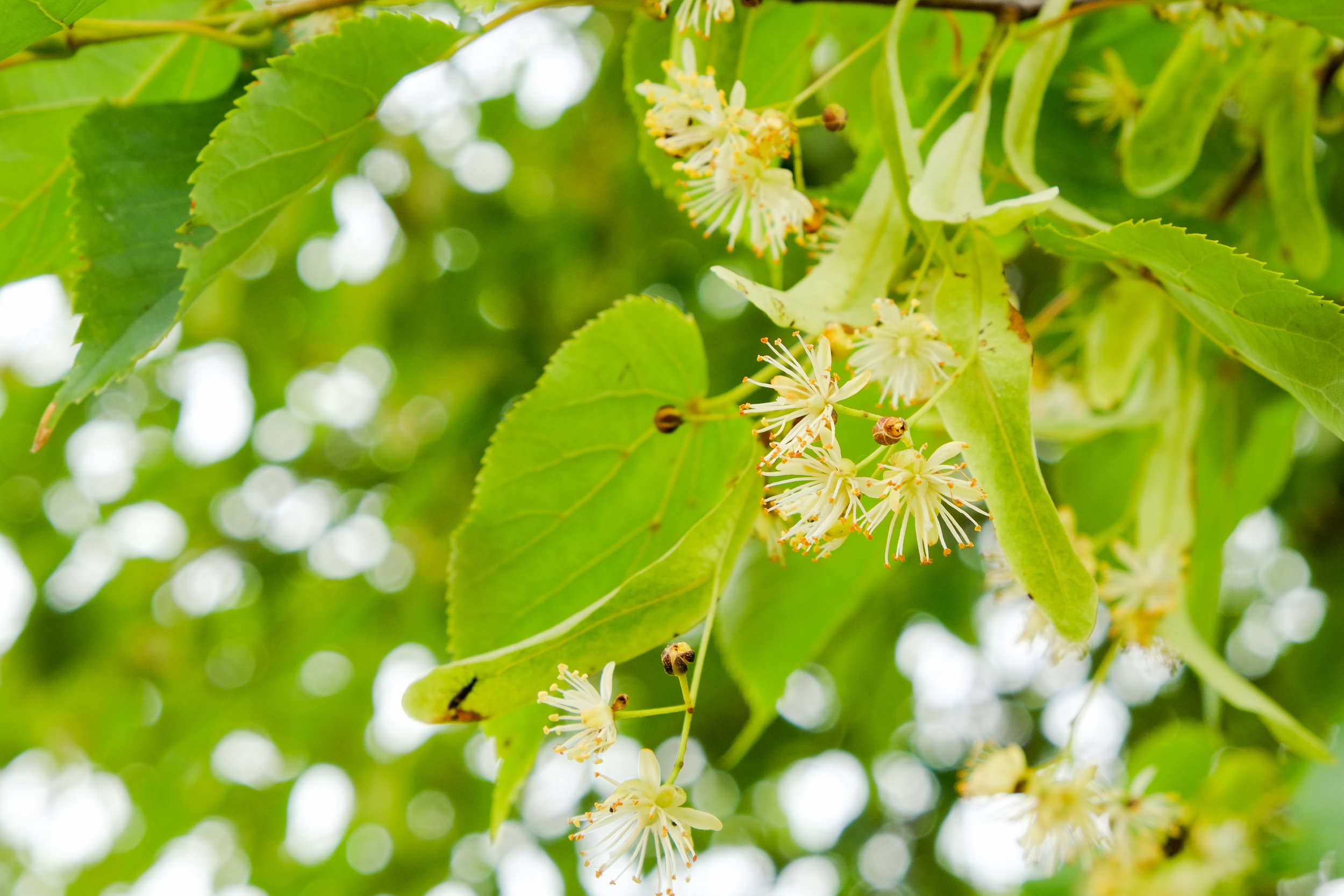 Tilia Editorial’s namesake tree (the linden tree, genus name Tilia )