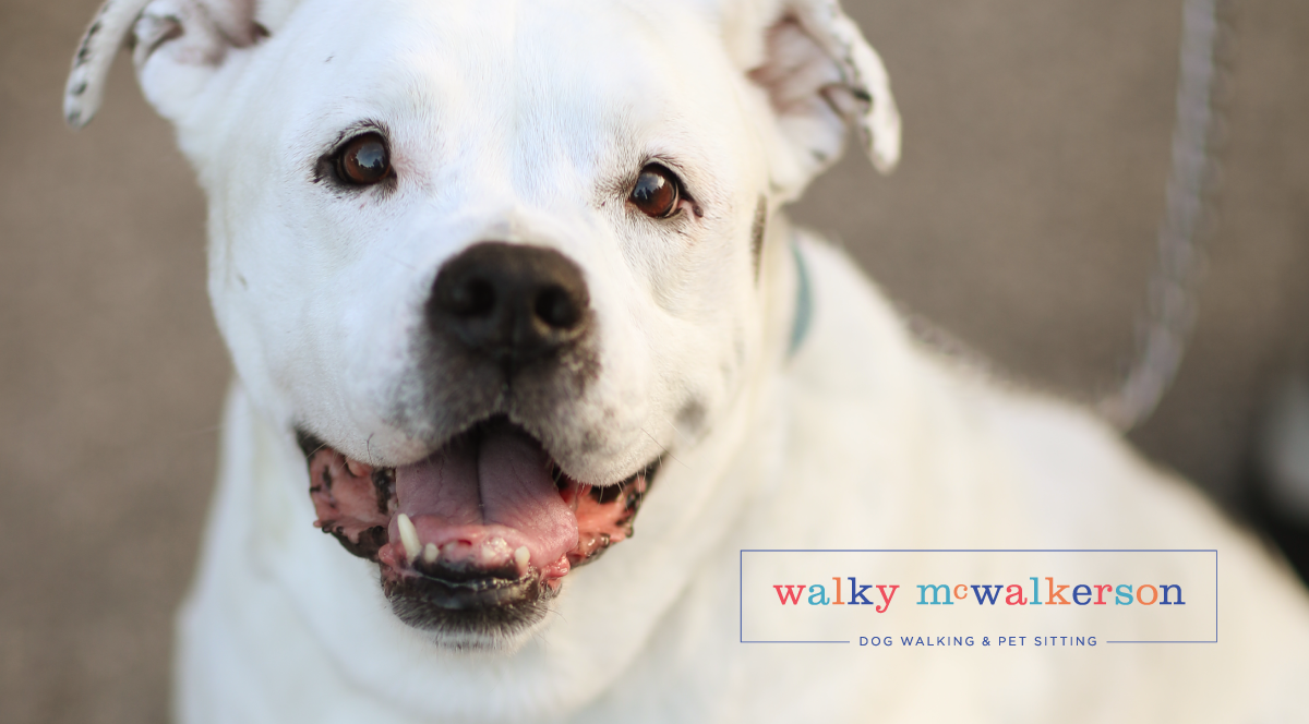 walky_header_curiousandco.png