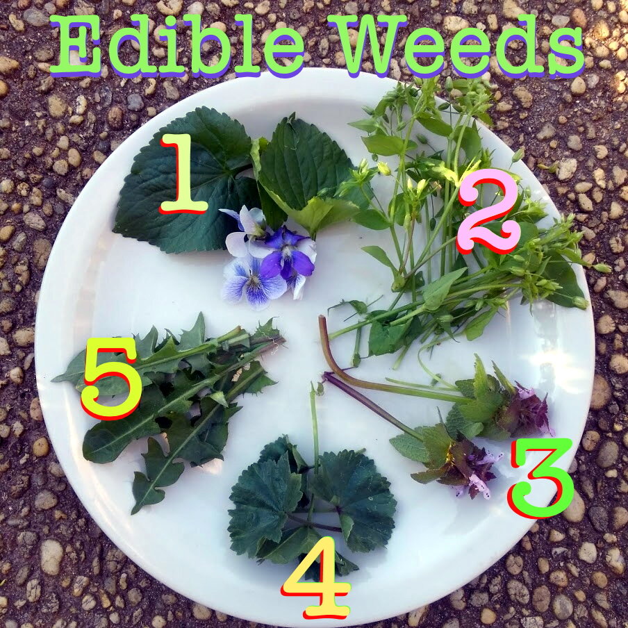 20 Edible Plants You Can Forage
