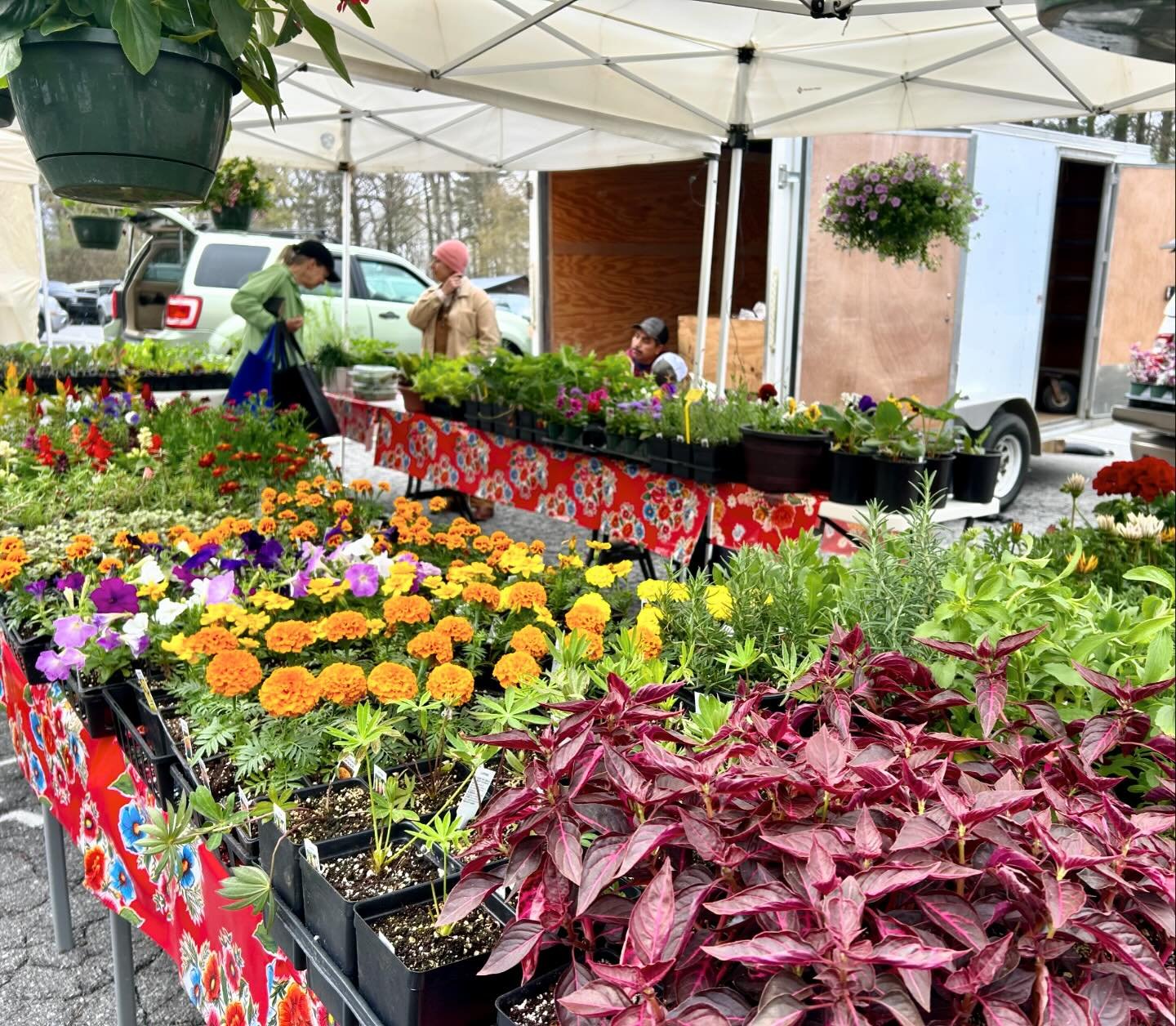 What will you plant in your garden, window box, or patio containers this season? 🌱✨ Explore a bounty of possibilities available now at the farmers&rsquo; market and bring home the magic of fresh herbs, vibrant flowers, and lush greens. Let your imag