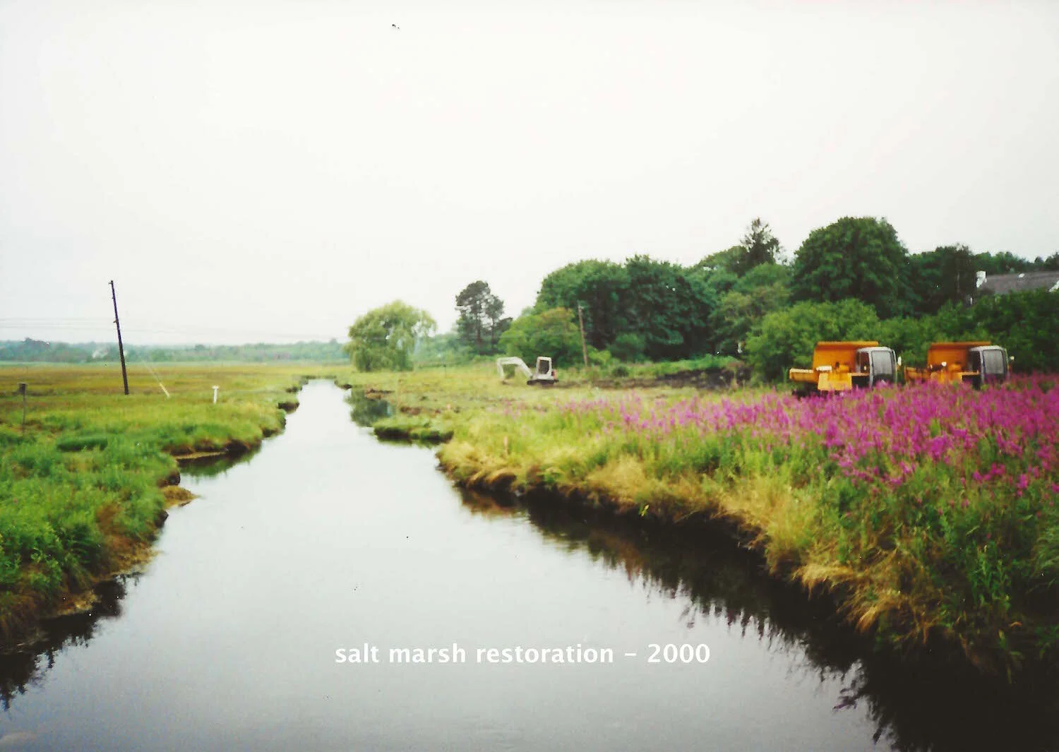 salt marsh restoration 2000