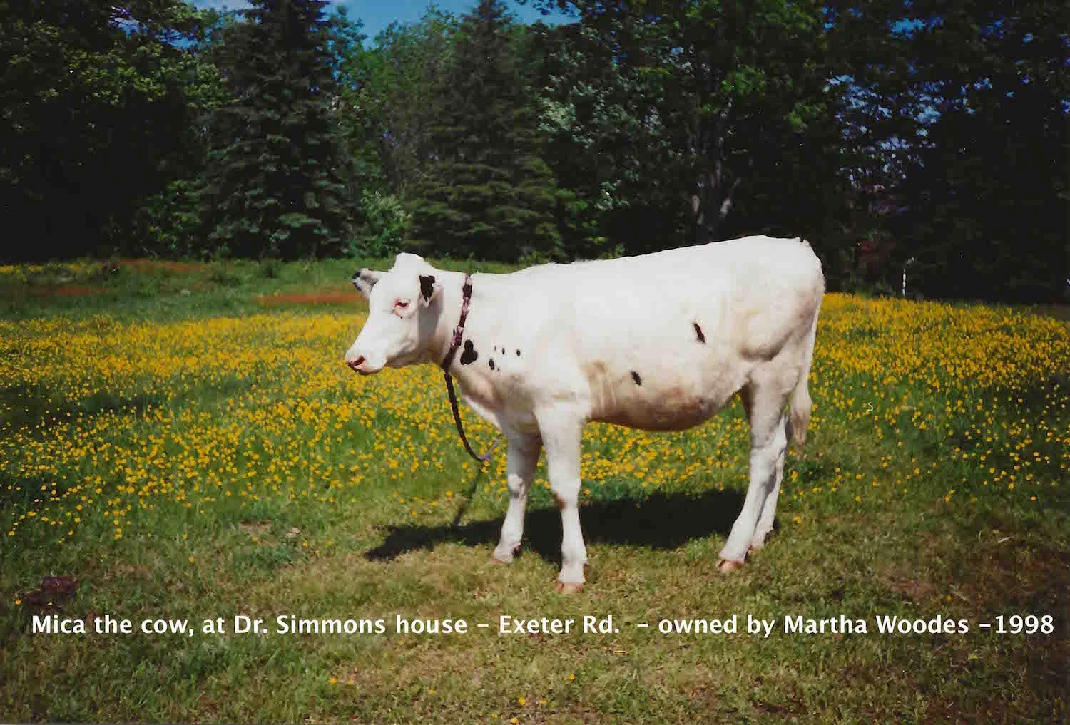 Mica the cow, at Dr. Simmons house - Exeter Rd. - owned by Martha Woodes - 1998