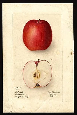 How About Them Apples?