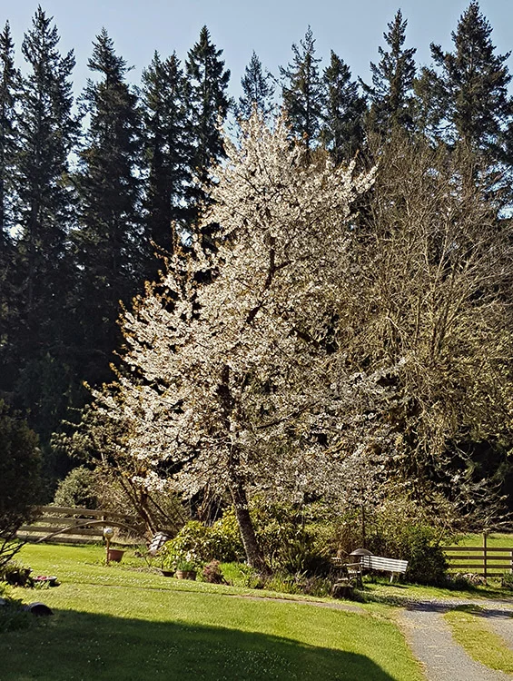 malahatfarm_yard_03_small.jpg