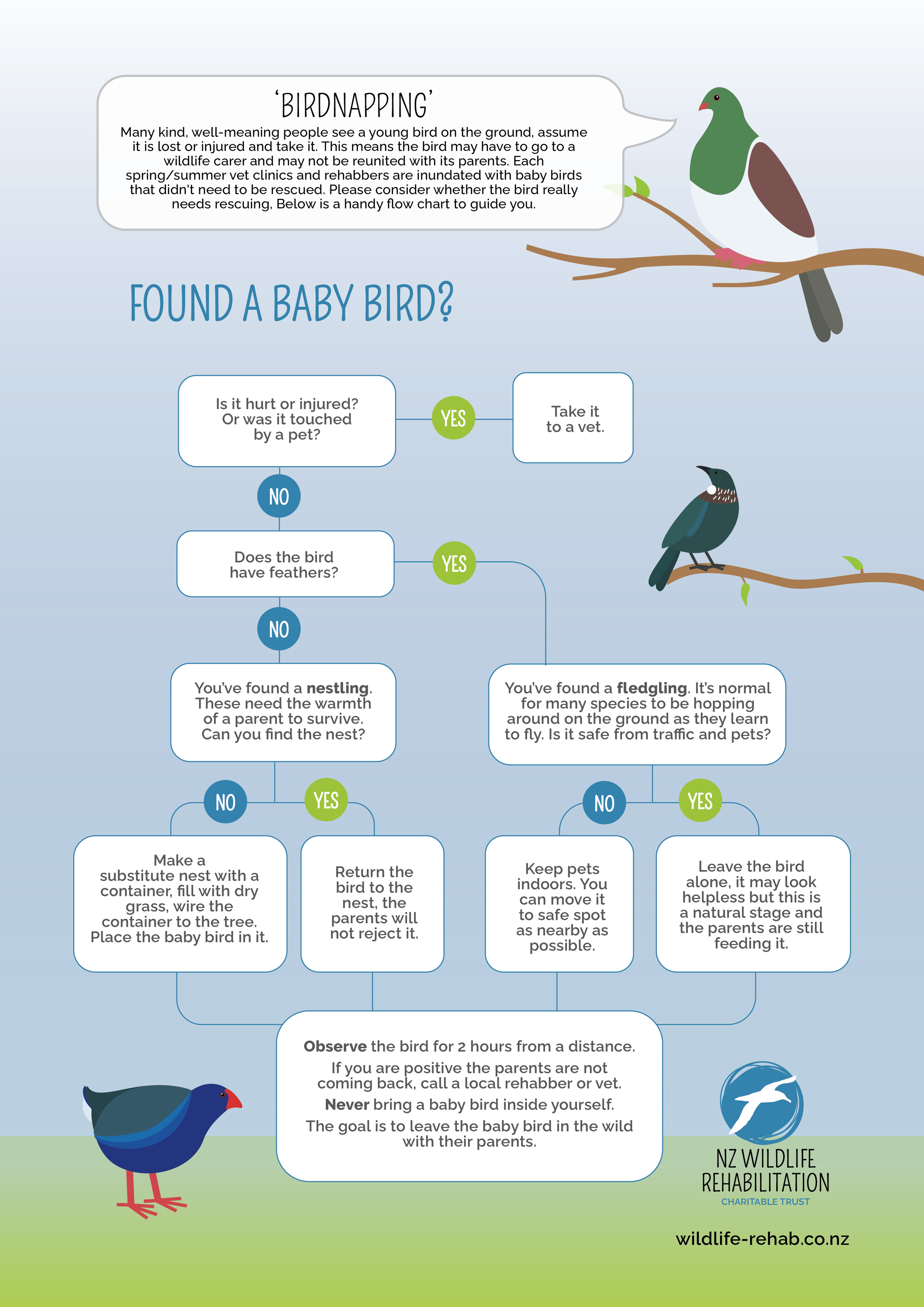 BabyBirdFlowChart(1).png
