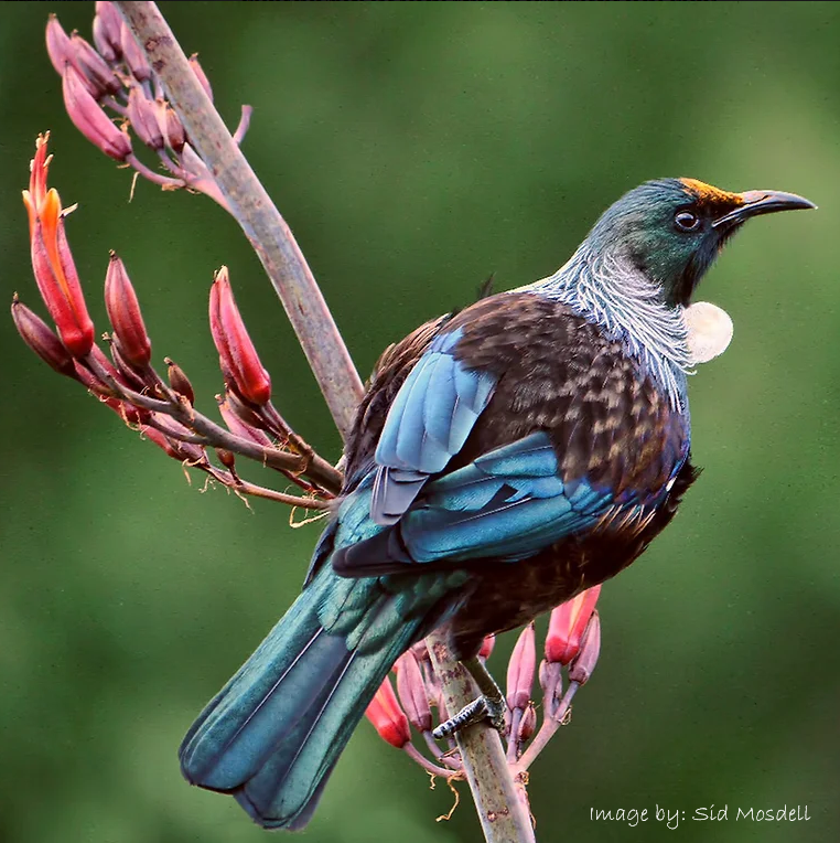 tui.png