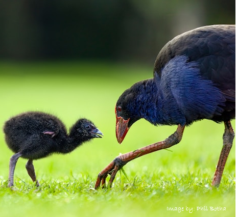 Pukeko and chick - Phil Botha.png