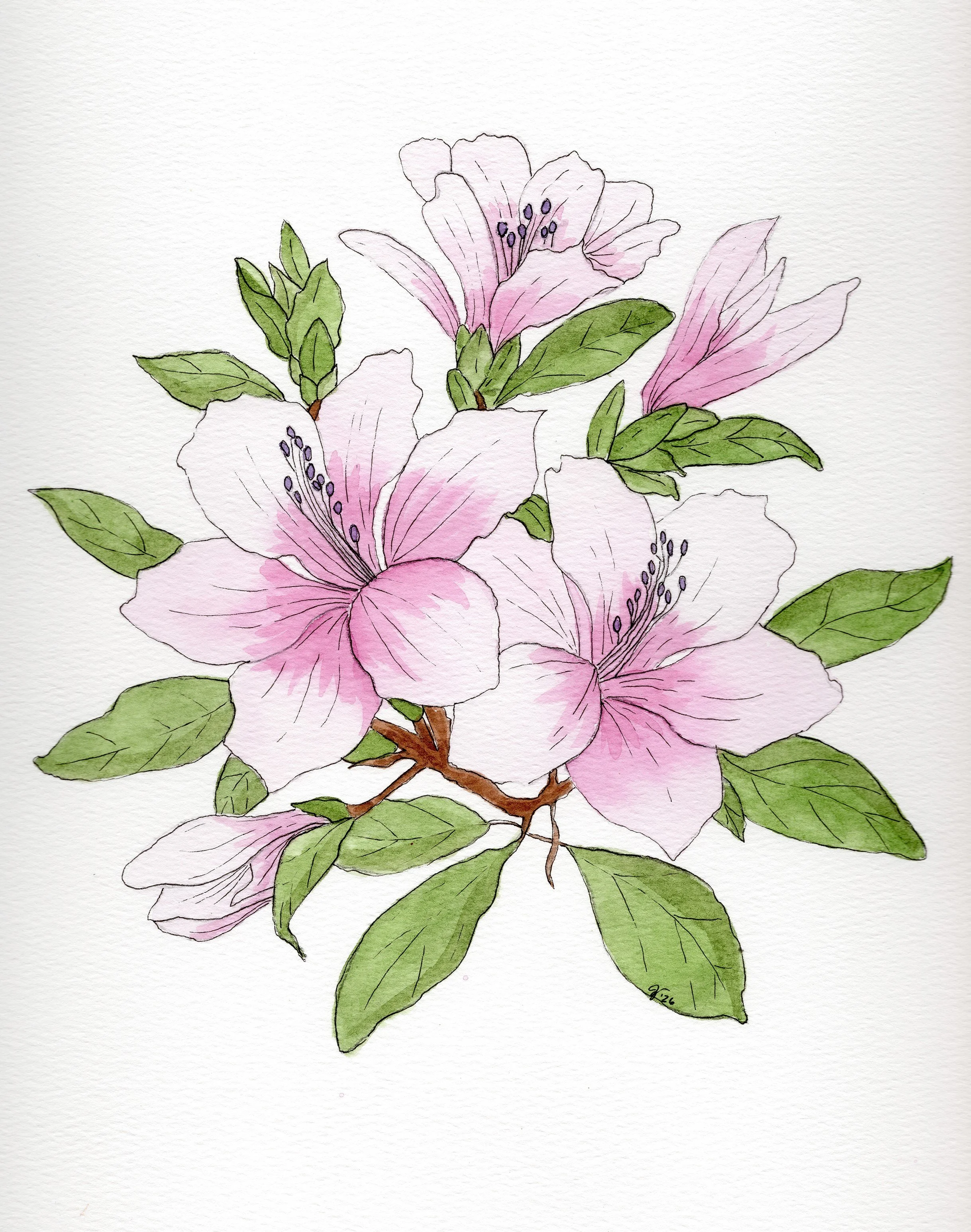 Pink Azaleas_April 23.jpg