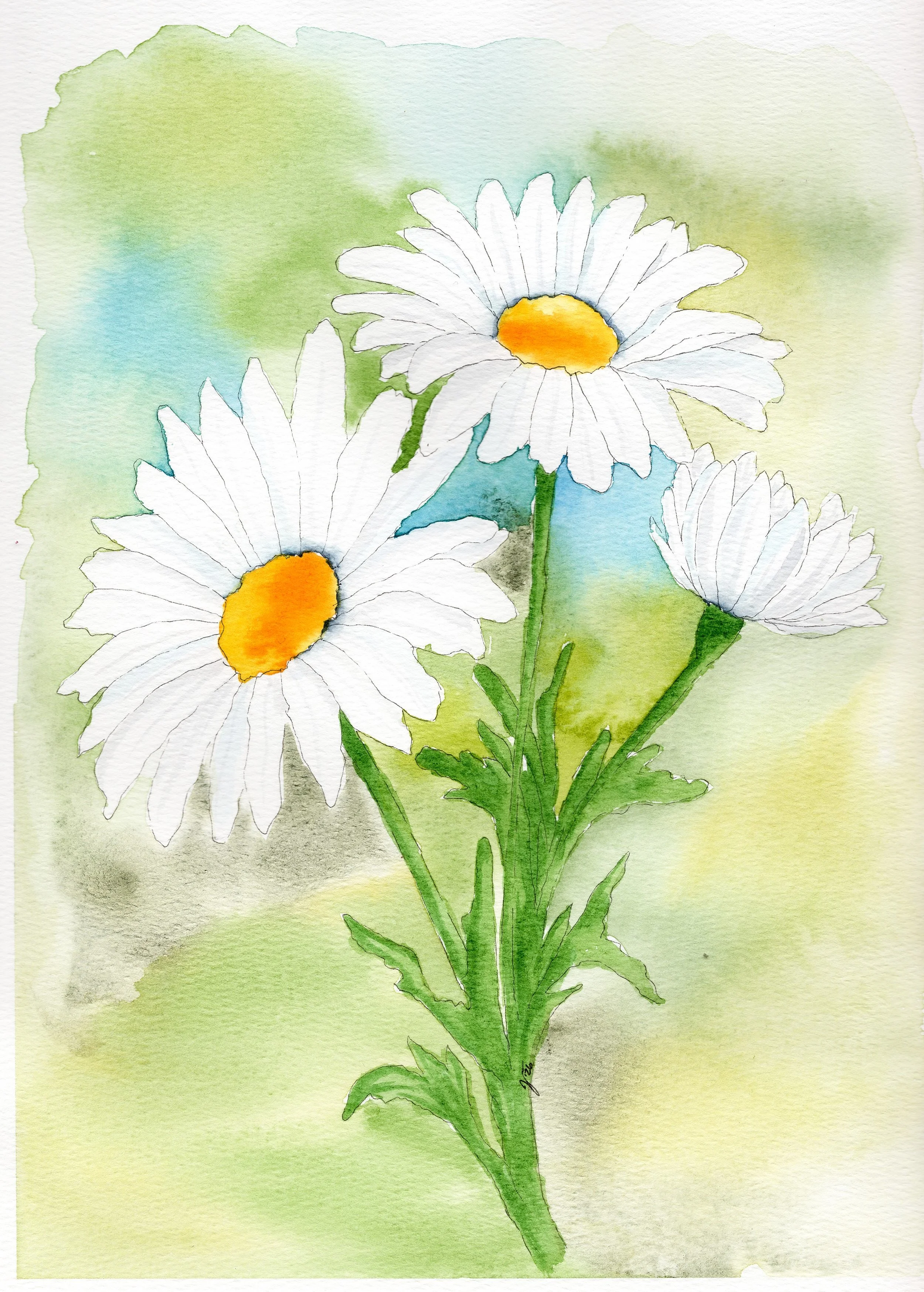 Daisies_June 25.jpg