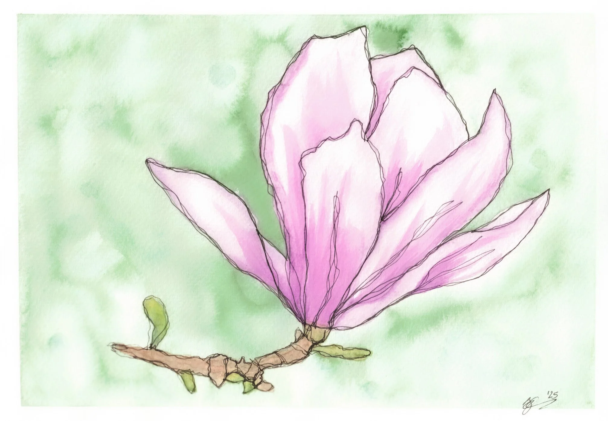 Japanese Magnolia_April 30.jpg