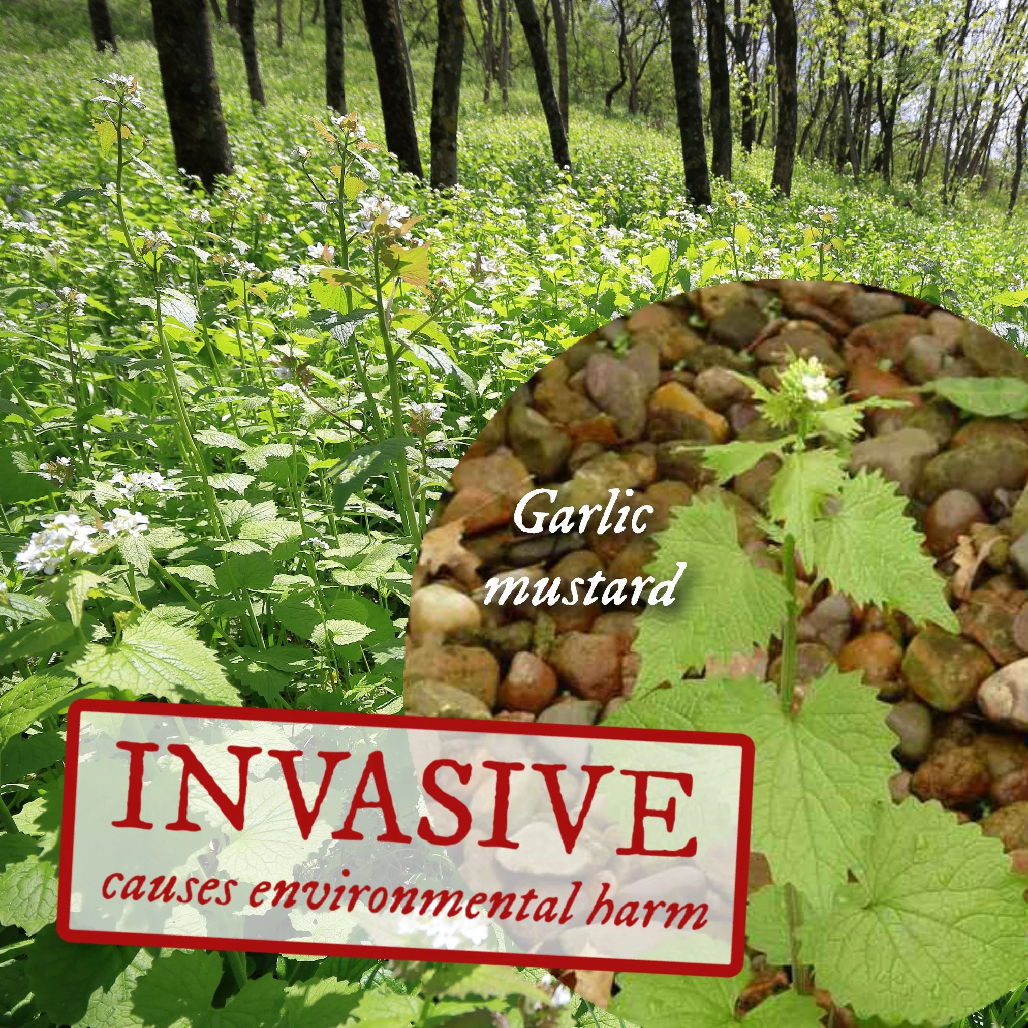 Invasive garlic mustard in a savanna that states, "Garlic mustard: Invasive causes environmental harm"