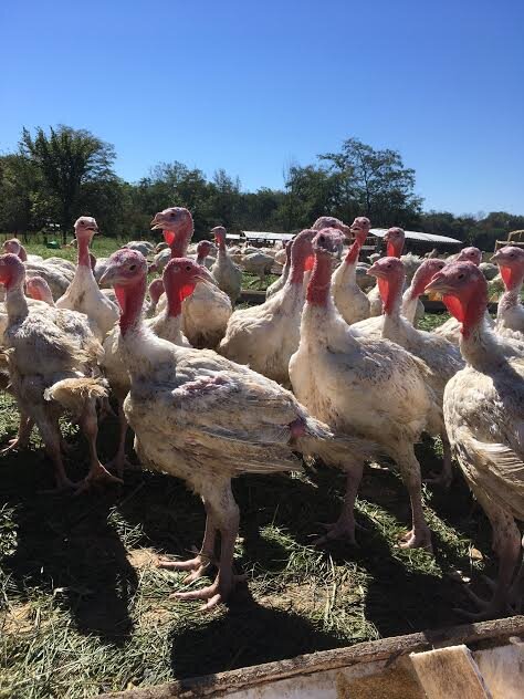 Meet Becker Farms — Bloomingfoods Co-op Market
