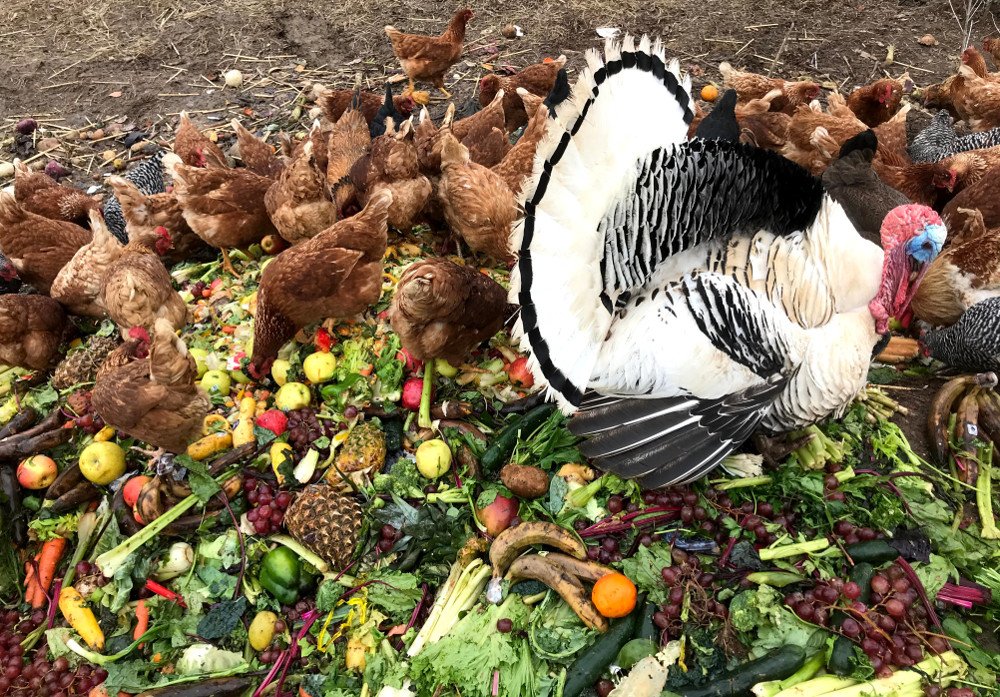 Chickens eating from the top of a compost pile at EarthKeepers facility