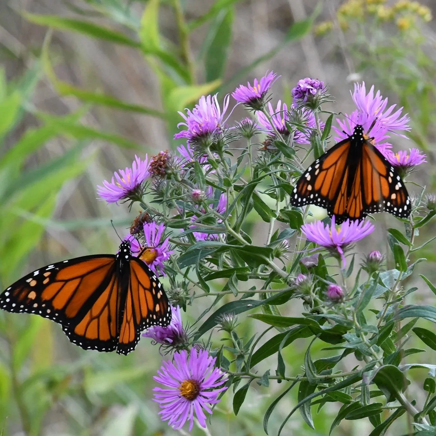 Indiana Native Plant Society