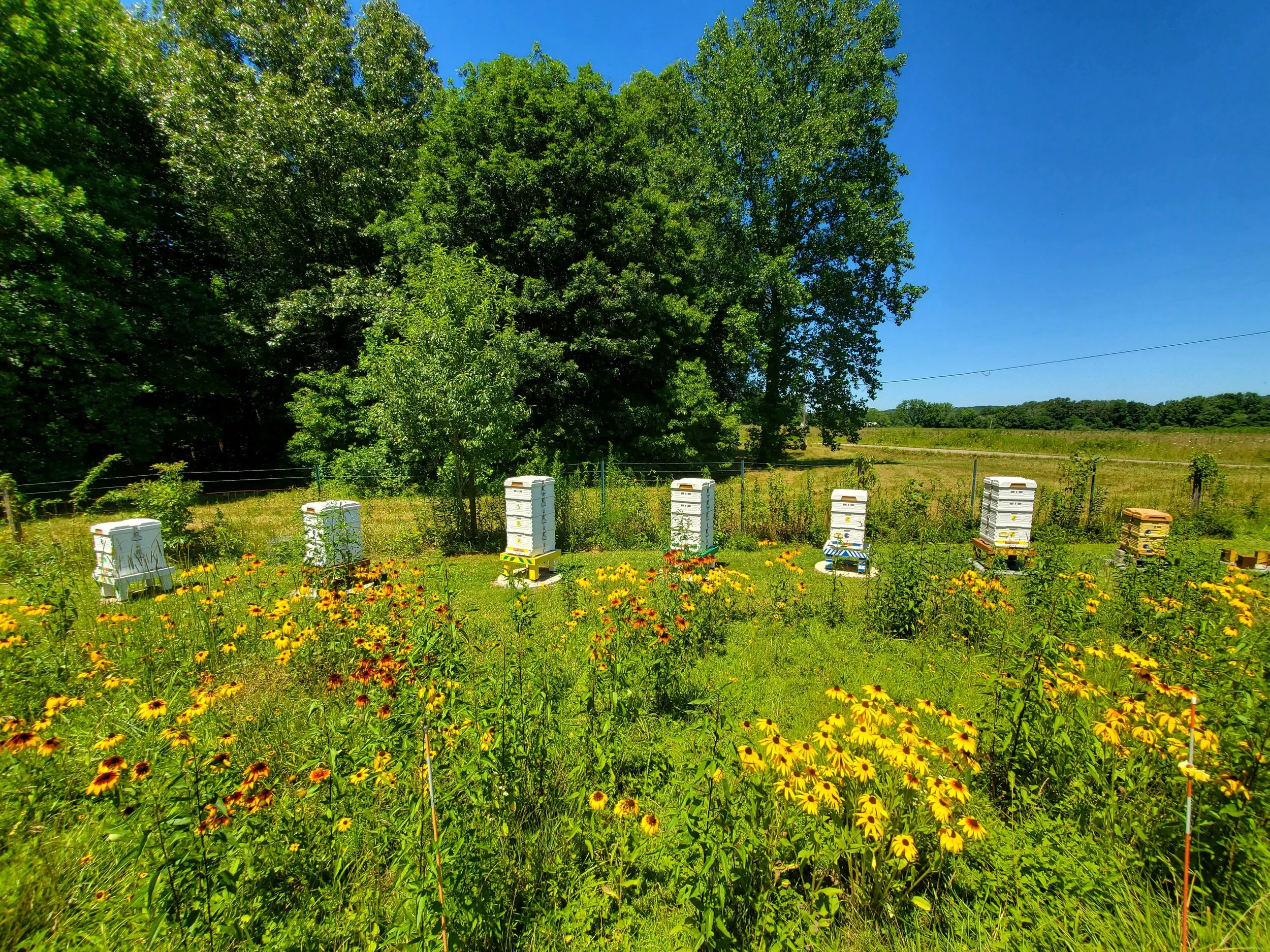 A&J Apiary in summer .jpg