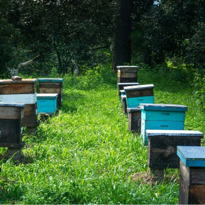 Beehives on a Mexican avocado farm