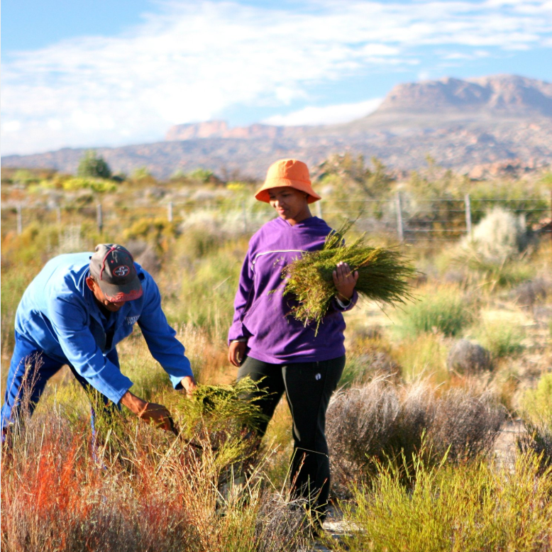 Wupperthal Original Rooibos Co-operative in South Africa.