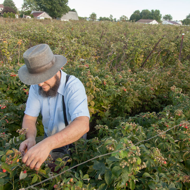 New Local Jam — Fish Lake Organic Berry Patches! — Bloomingfoods Co-op ...