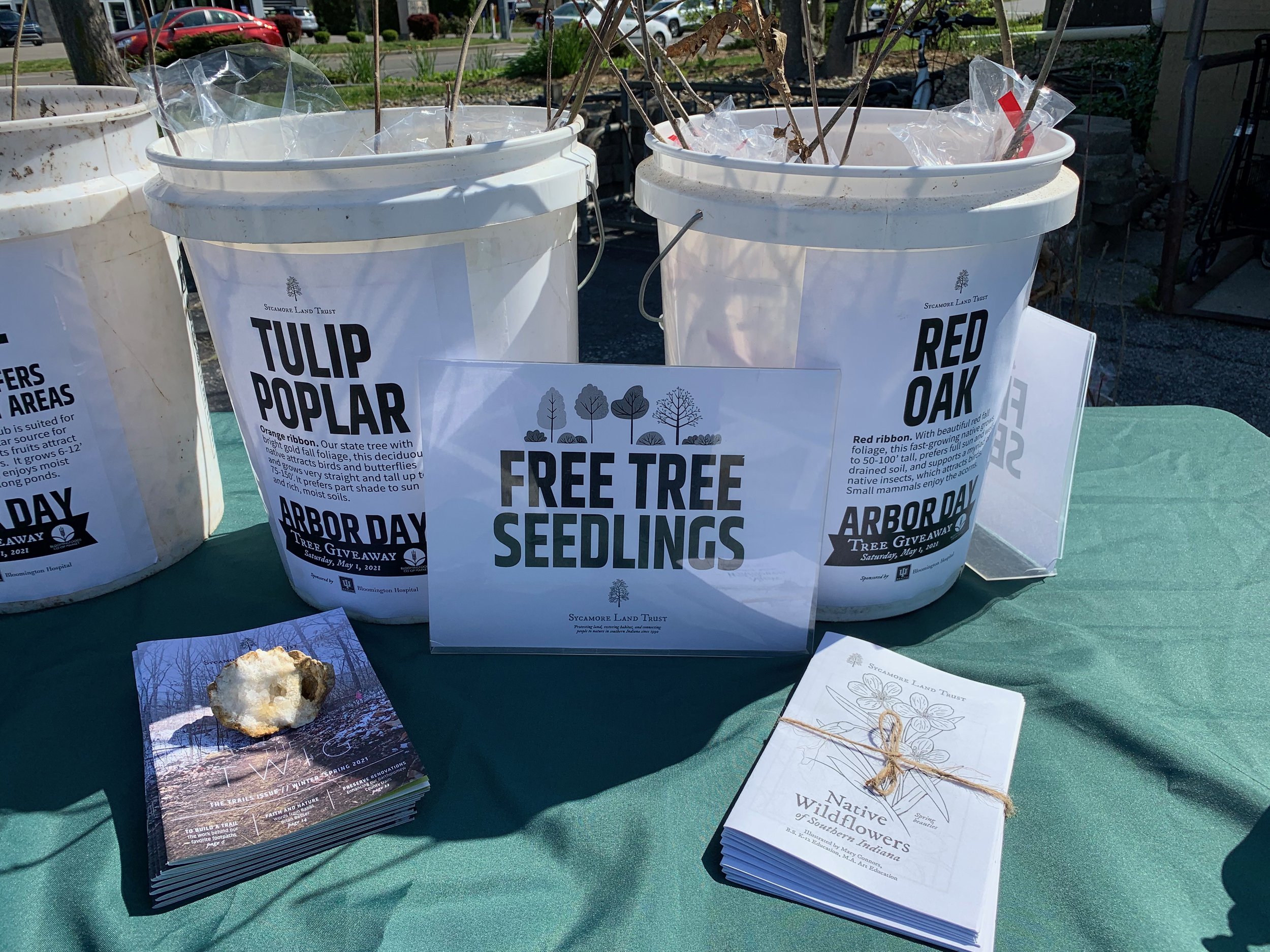 Tree seedlings in buckets at a past Sycamore Land Trust Tree Giveaway