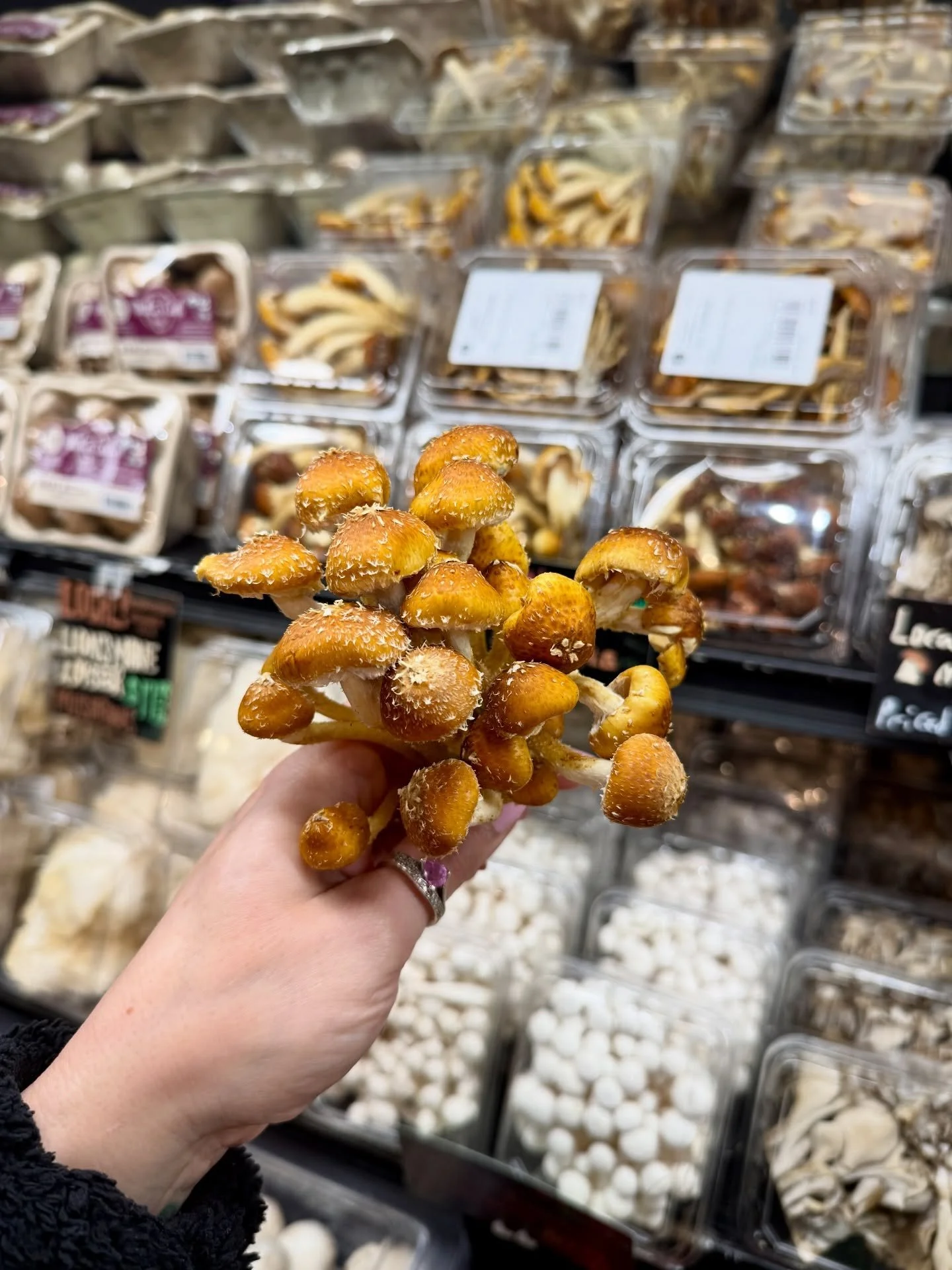 FirstLite Farm's Chestnut Mushroom