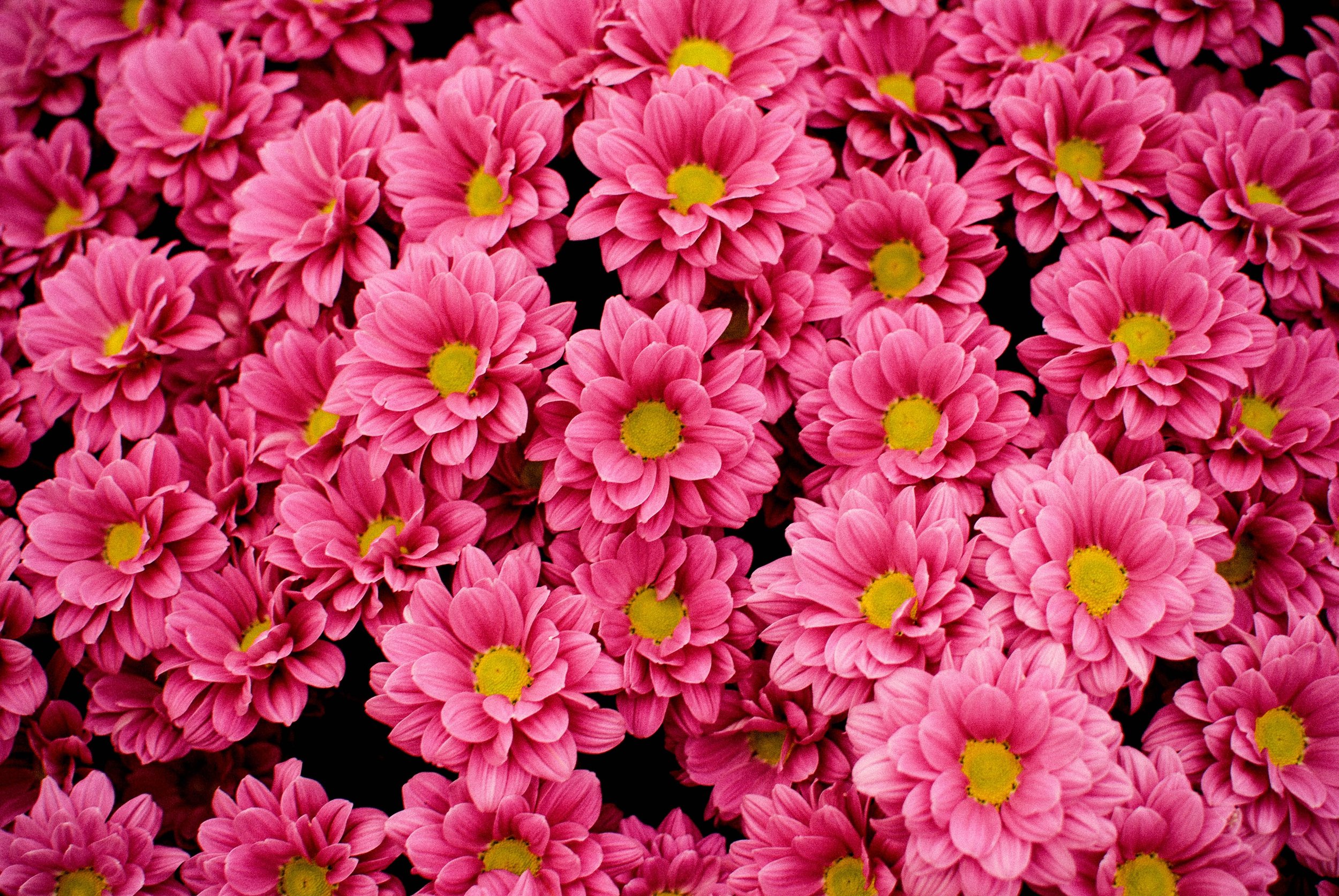 Blossom - $500-$999