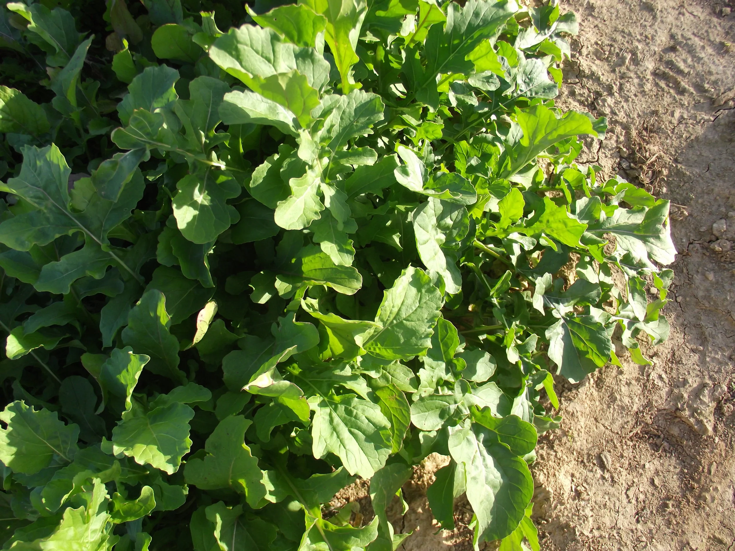 DSCF1253.JPG
