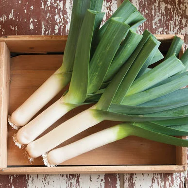 tadorna leeks from Johnny’s selected seeds above: leeks in vinaigrette with walnuts and tarragon from Bon Appetit