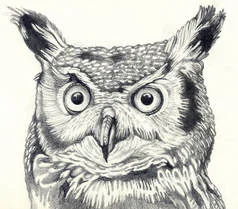 Owl by Catherine Carter