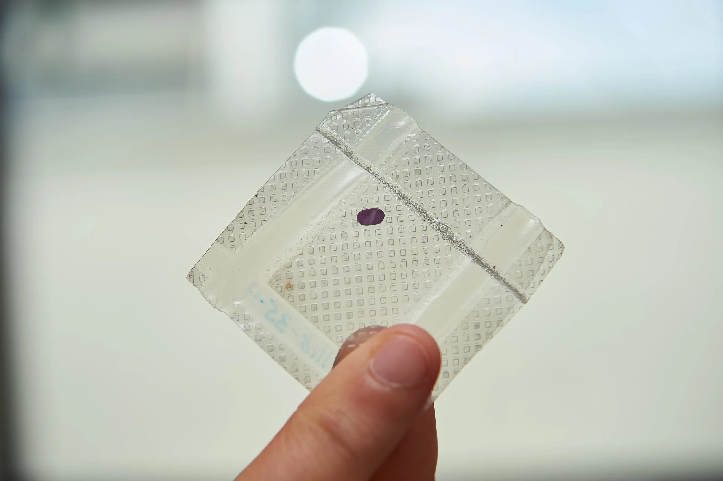 Purple section is the LambdaVision protein-based retinal implant. Credit: Peter Morenus/UConn Photo