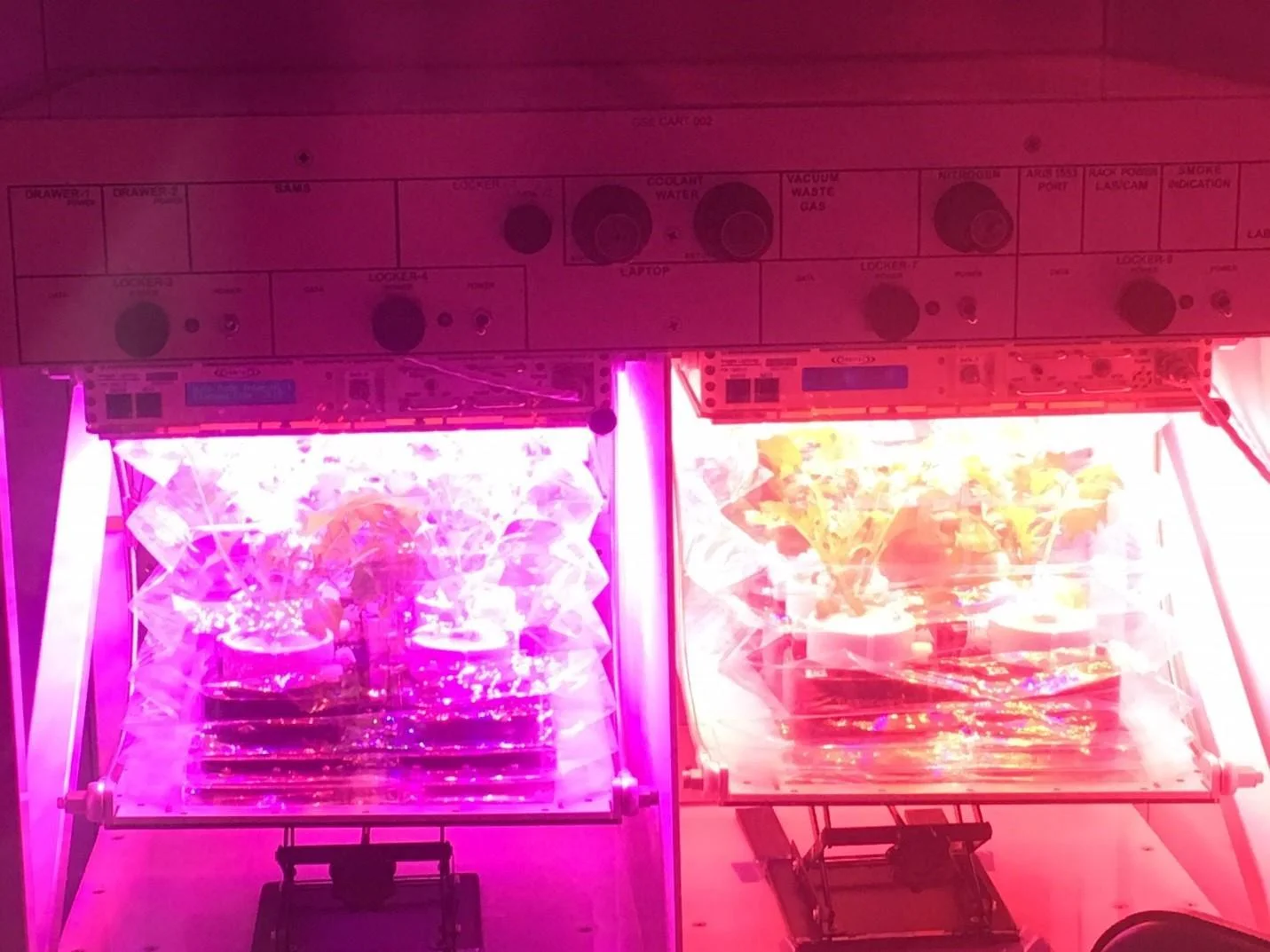 Mizuna plants during pre-flight tests prior to Veg-04A. Each set receiving different red-to-blue light recipes. Credit: NASA.