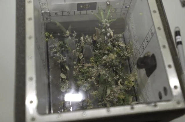 View of the Brassica Rapa plants grown in the Biomass Production System on the ISS. Credit: NASA.