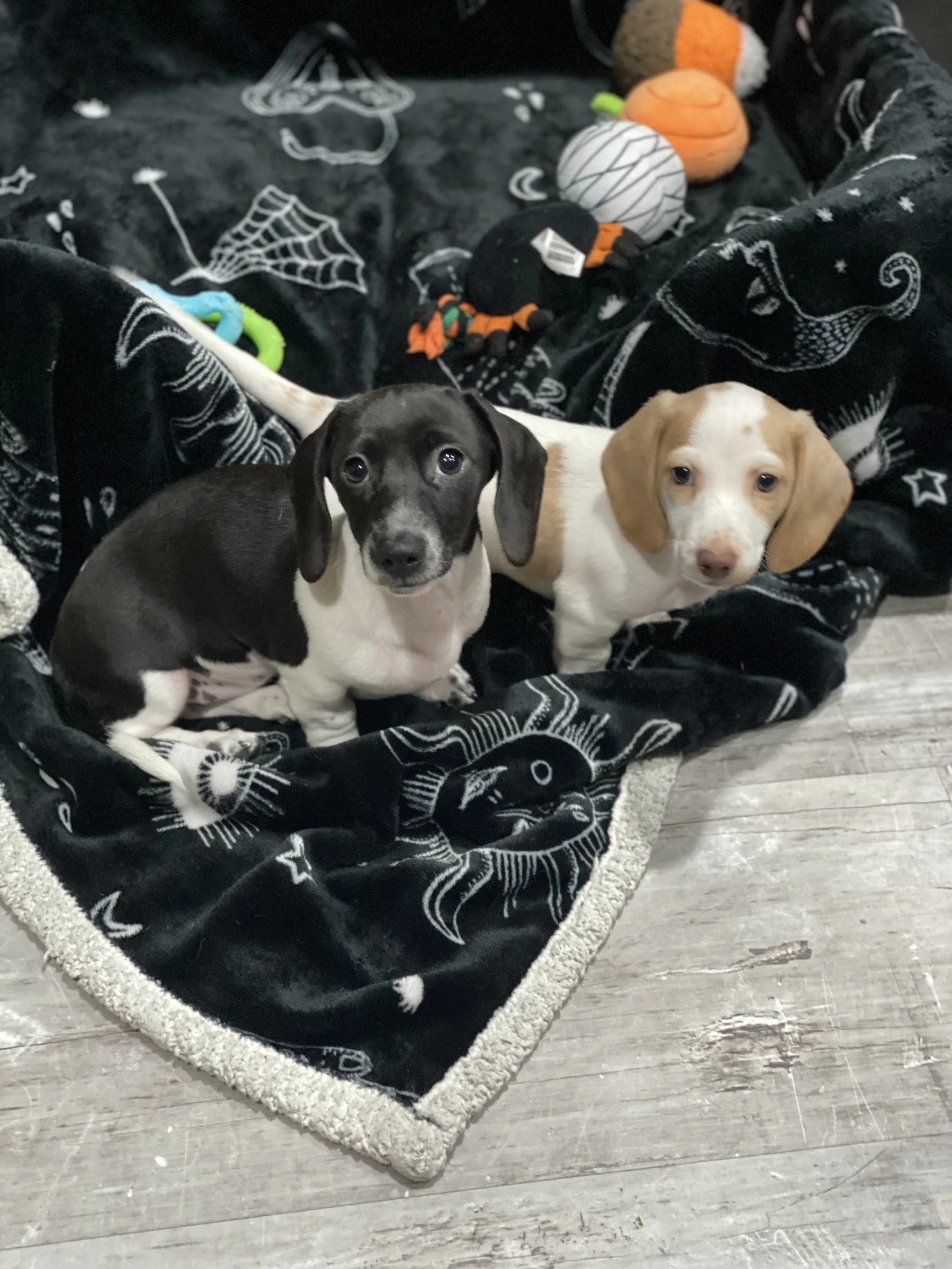 3E879CAF-A6CA-40CA-80A3-B3EA9E8AD169 (1).jpeg