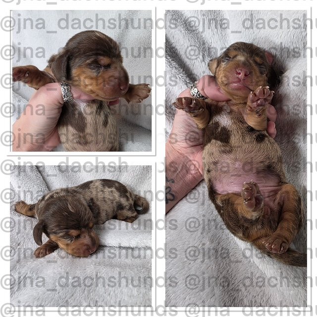 Puppies — JnA Dachshunds Puppies — JnA Dachshunds