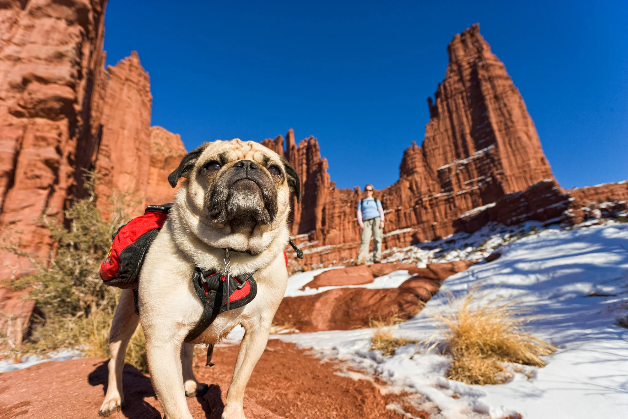 Pug Dog at Fisher Towers-Edit.jpg