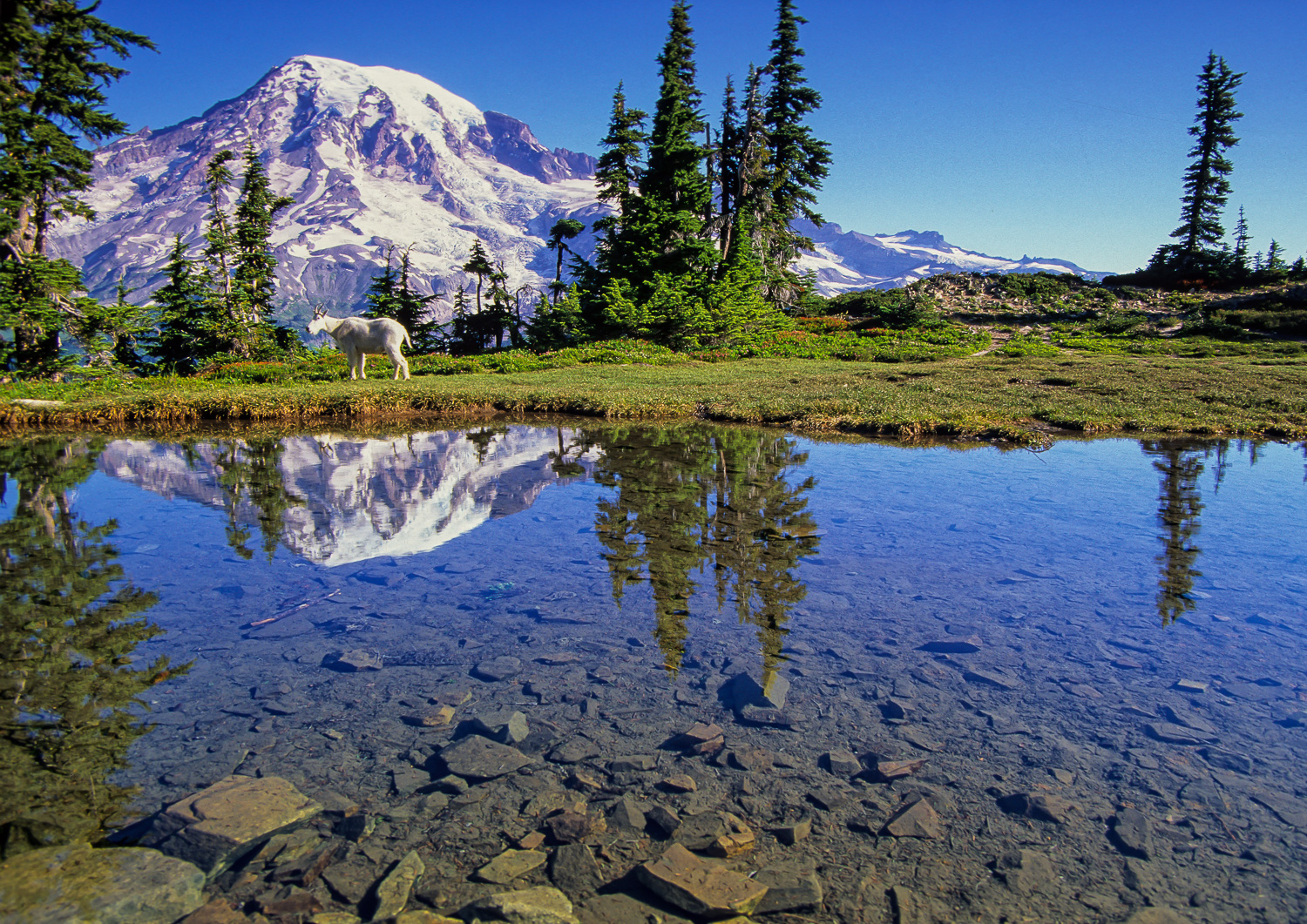 Mountain Goat and Mount Rainier, Mount Rainier National Park