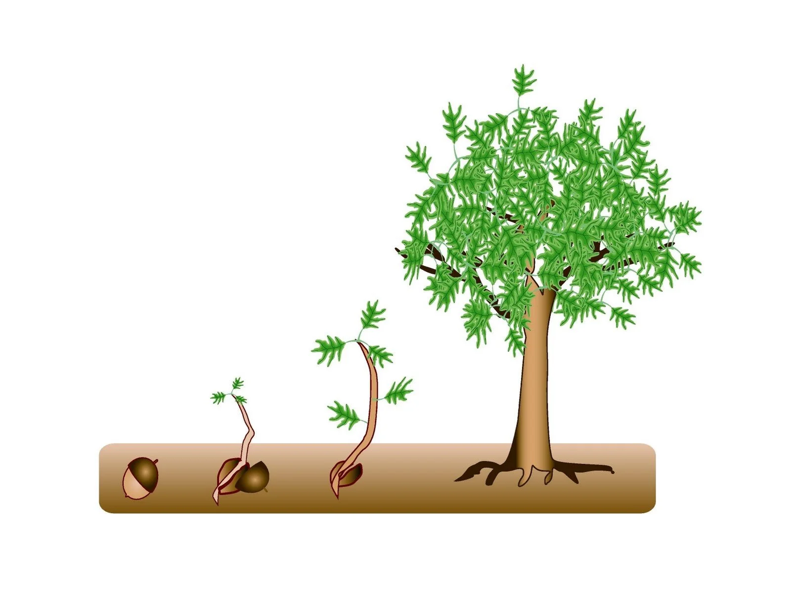 Tree Tales &amp; Tiny Artists