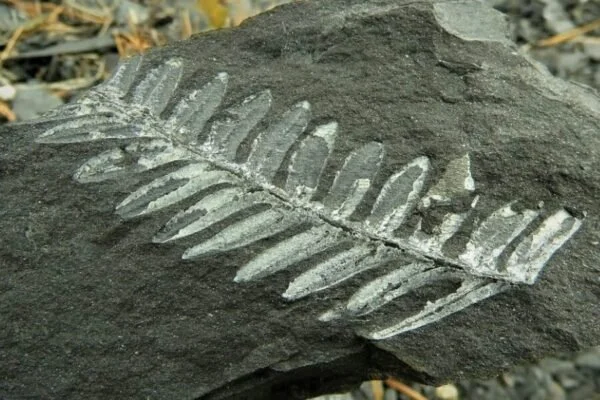 PA Fossil Explorers