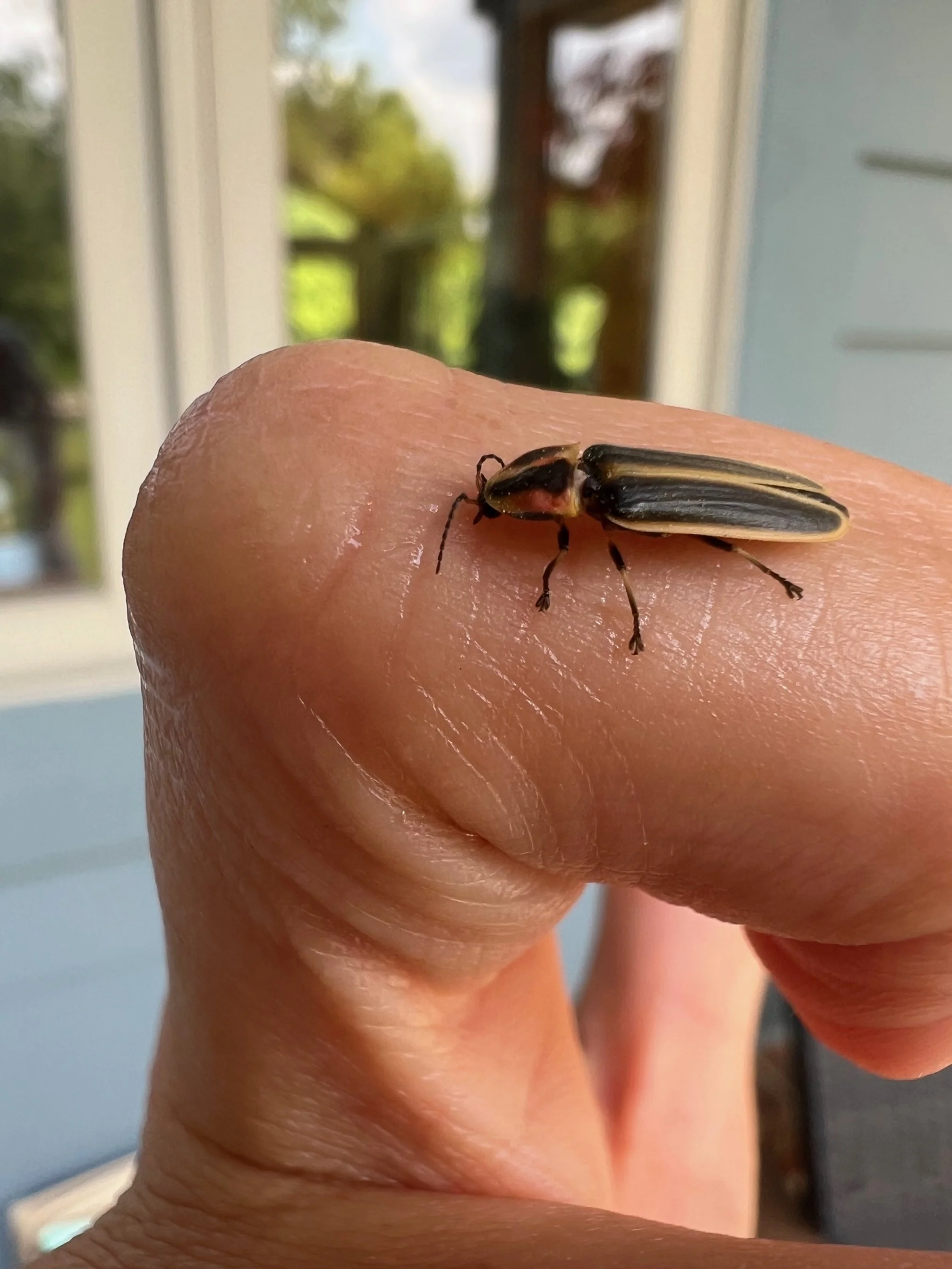 Firefly Visitor