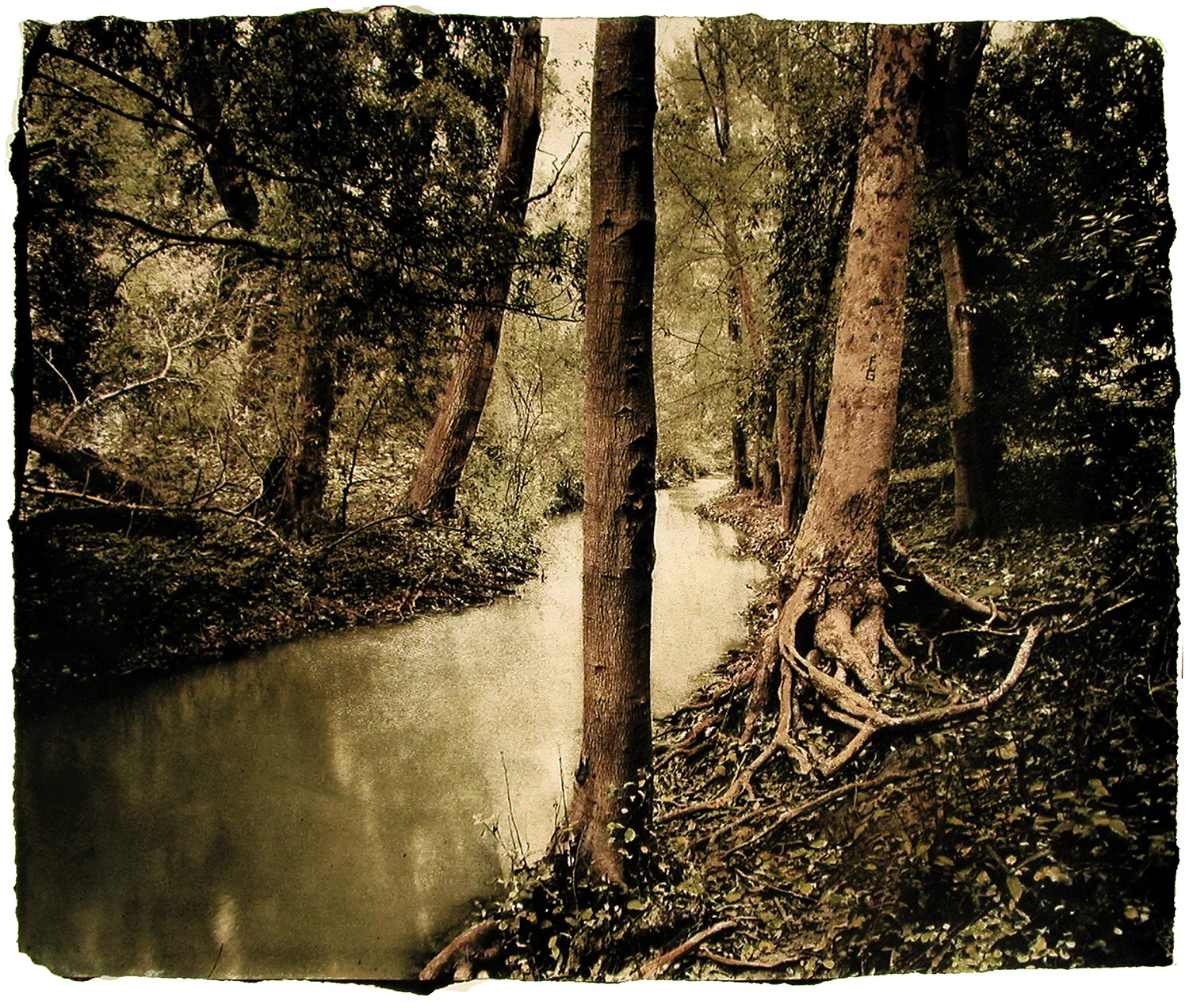 Stevens Creek