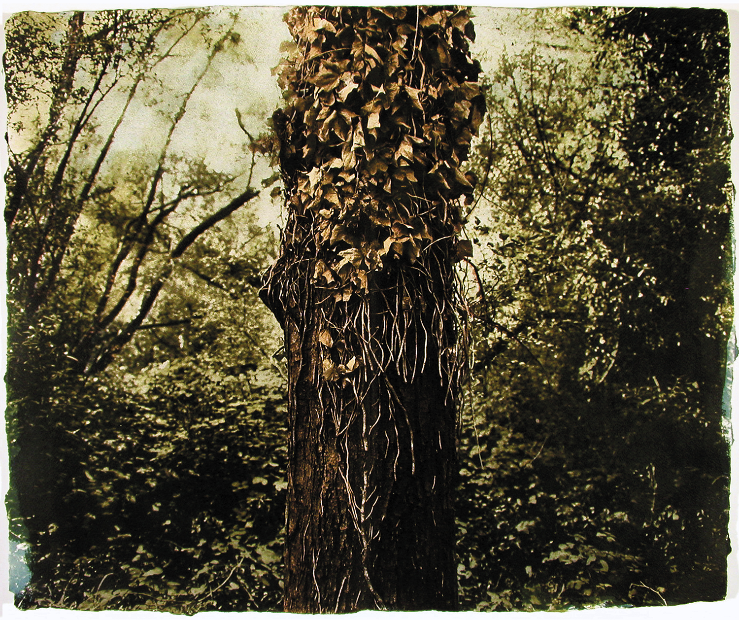 Ivy Covered Oak, Los Gatos