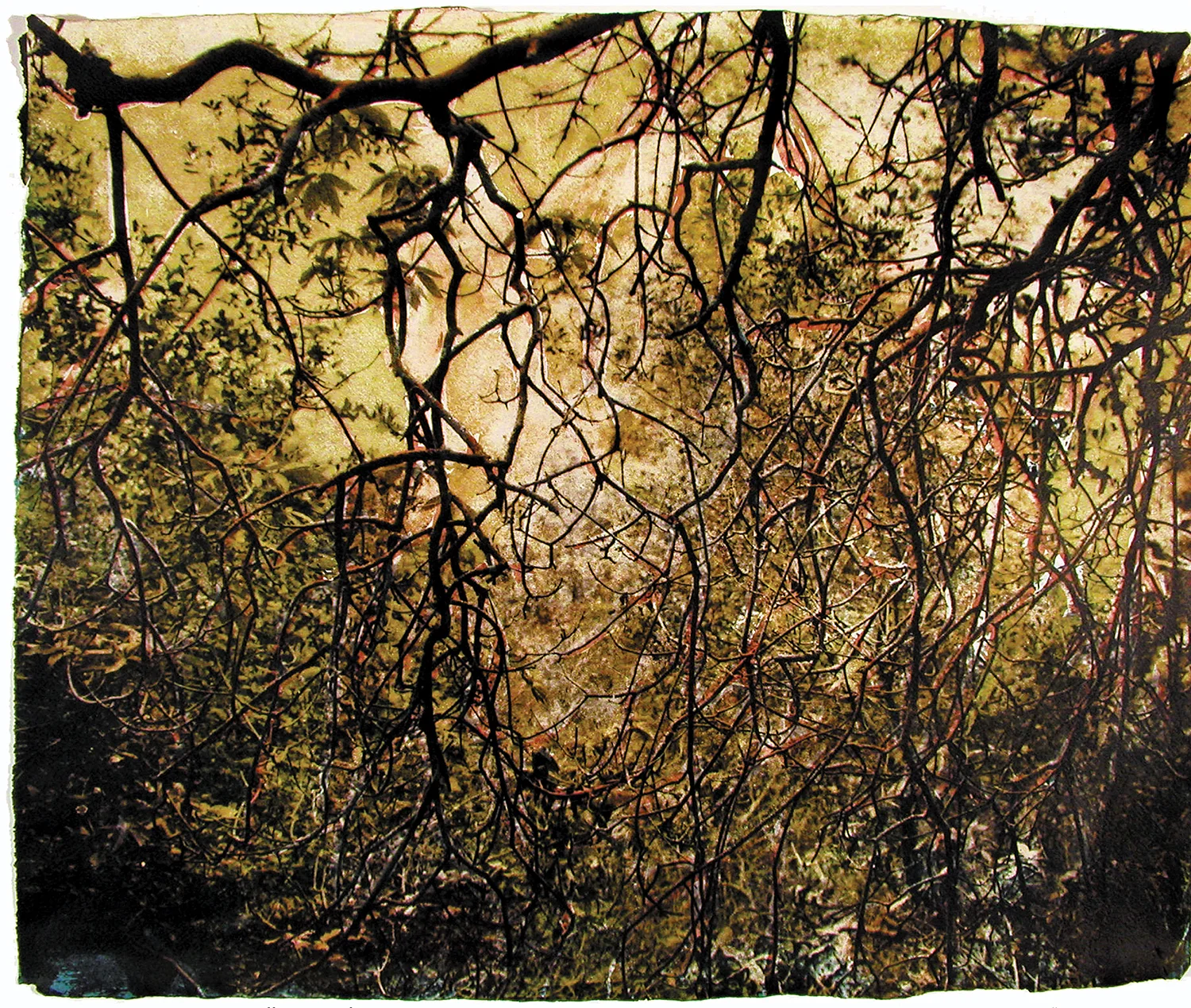 Vines, Villa Montalvo