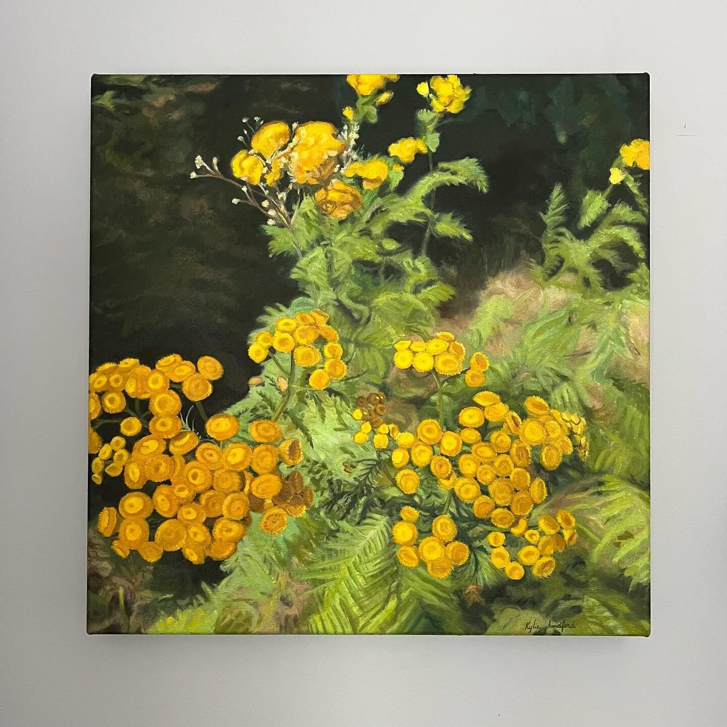 Tansy. Isn&rsquo;t it the prettiest with its lovely yellow buttons? 
18x18&rdquo; oil on canvas 2023 just off the easel.
#offtheeasel #unvarnished #forthosewholovetopaint #yellow #cadmium #naturepatterns #flowers #summerday