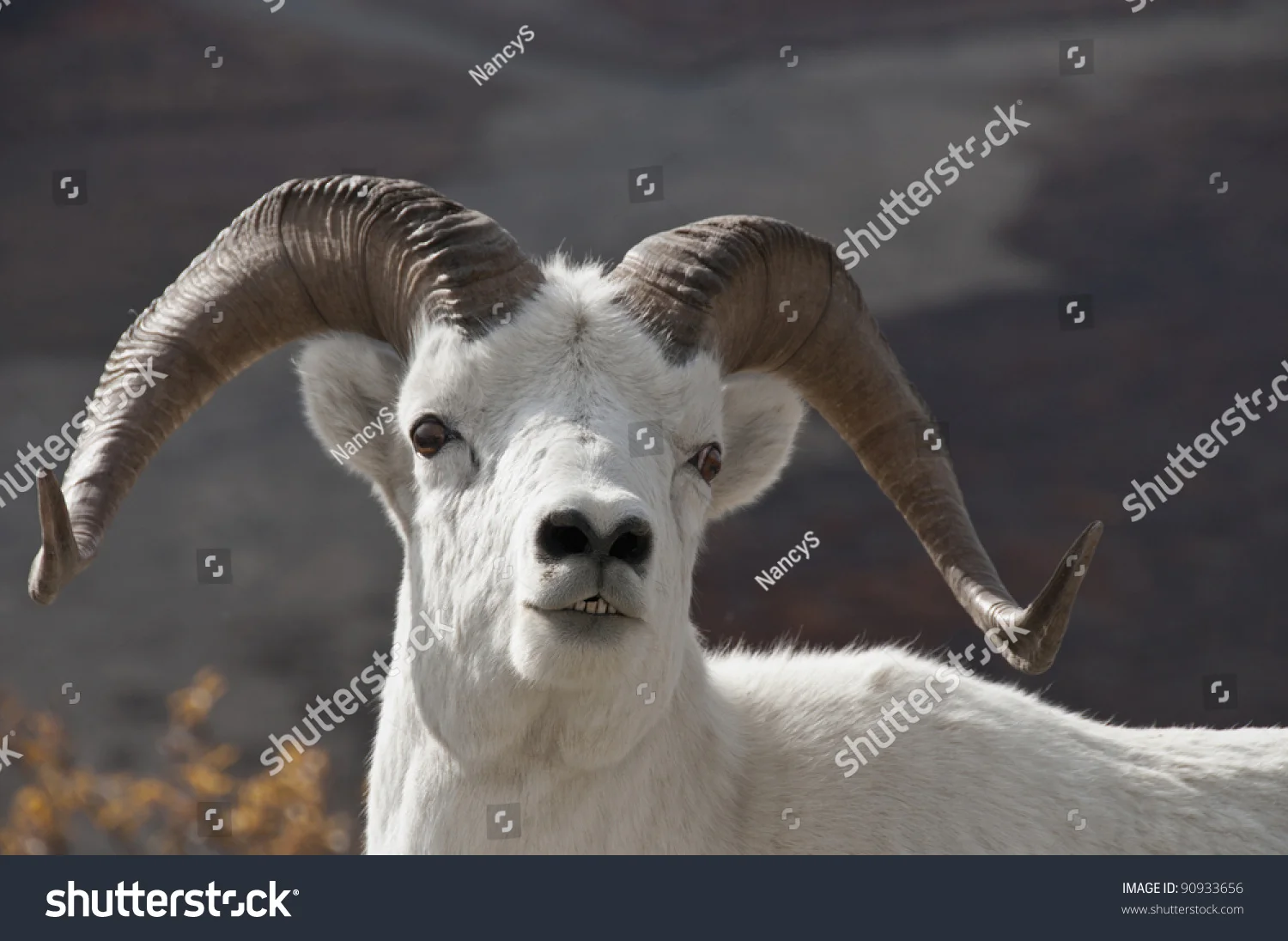 stock-photo-dall-sheep-ram-ovis-dalli-is-the-animal-that-denali-national-park-was-created-to-protect-alaska-90933656.jpg