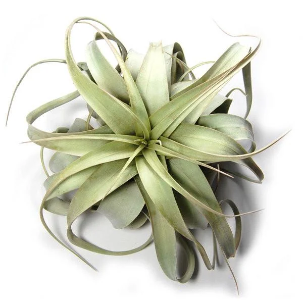 xerographica-lg_1_f557fe76-6594-4b49-a87b-f8a5f0b7d870_580x@2x.jpg