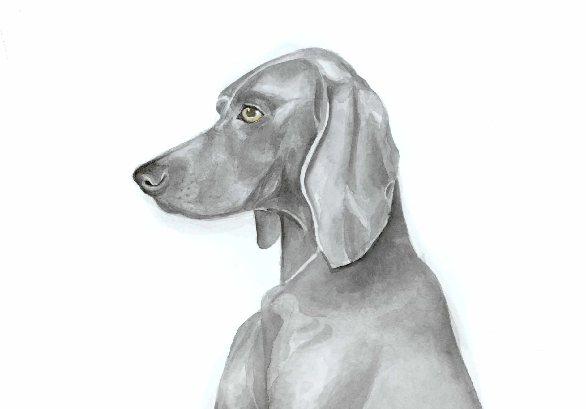 Weimaraner_LR_ABA.jpg