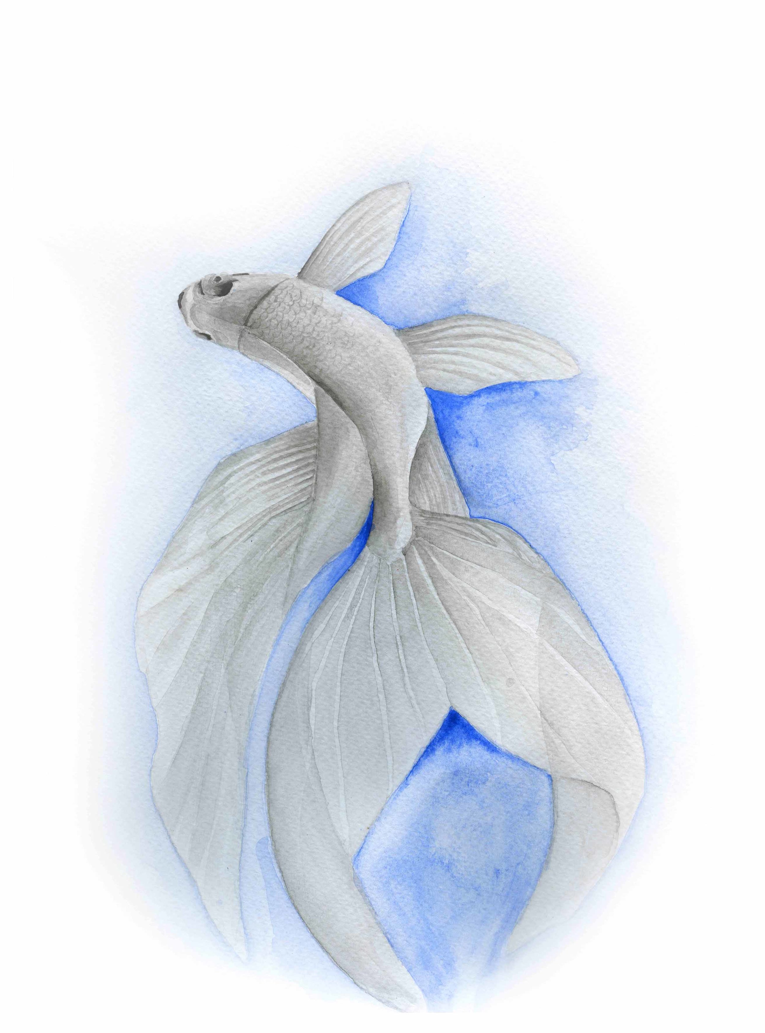 Blue_fish_akvarell_retusch2_LR.jpg