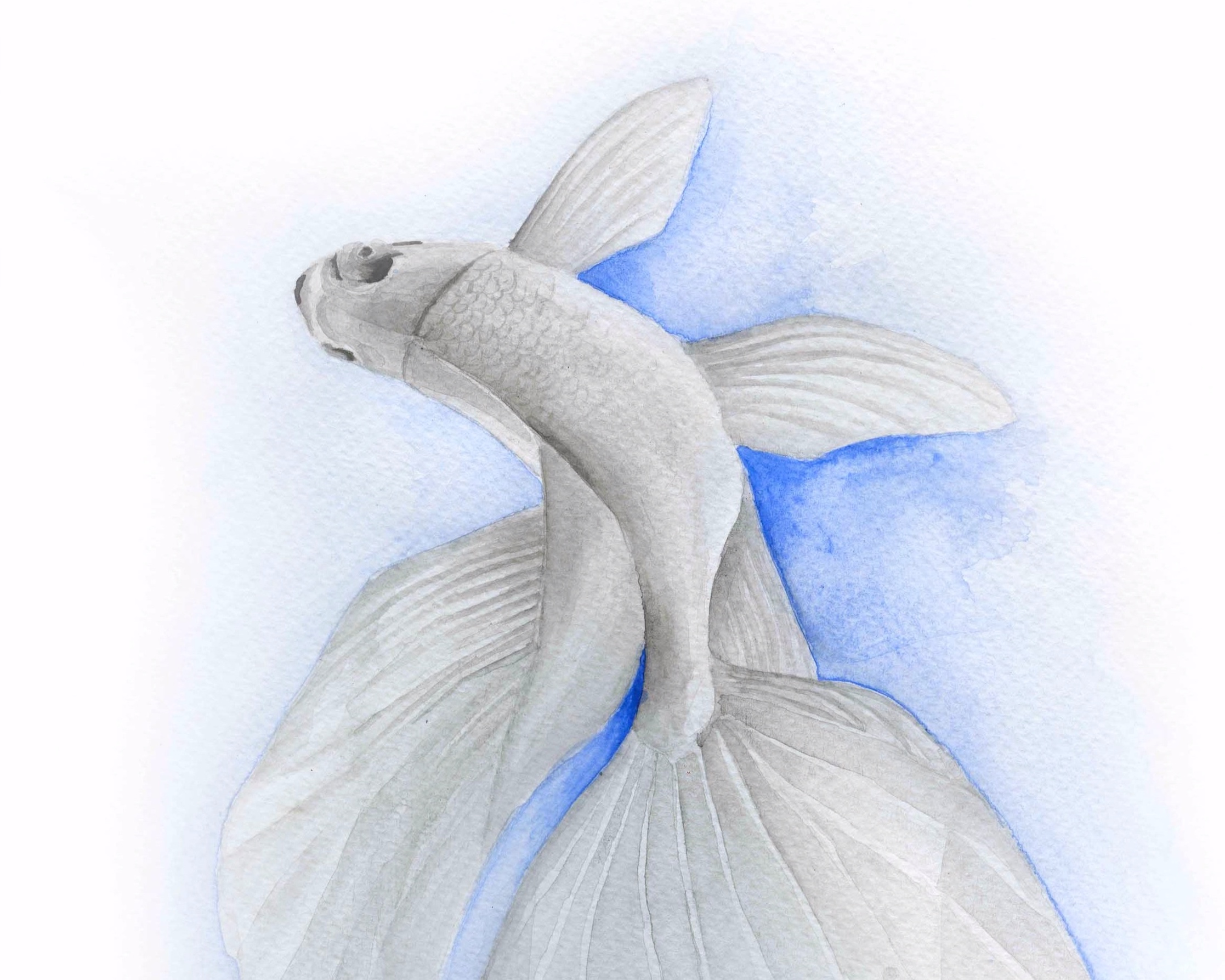 Blue_fish_akvarell_retusch2_LR.jpg