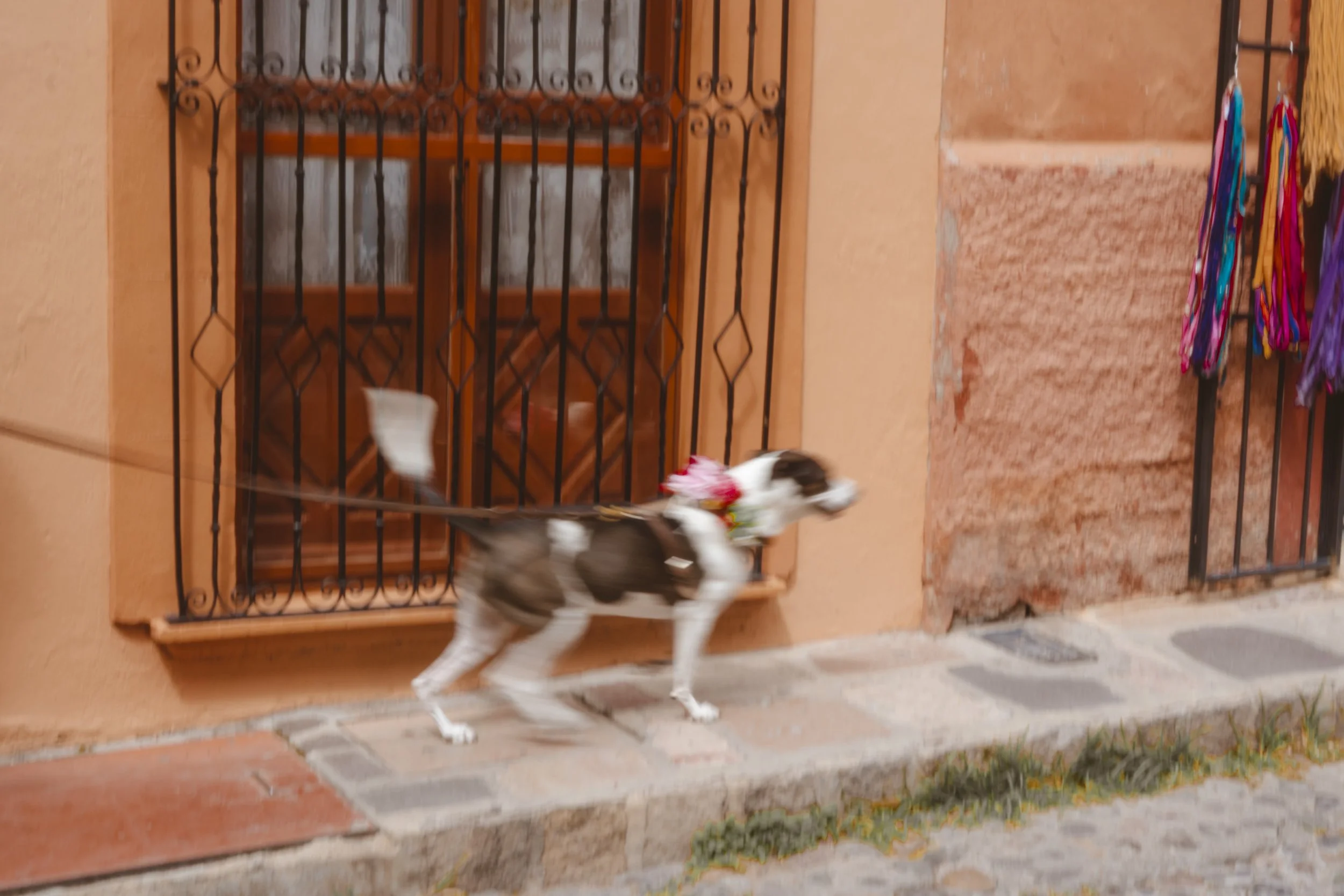 2022-FAMILIA-SANMIGUELDEALLENDE-209.jpg