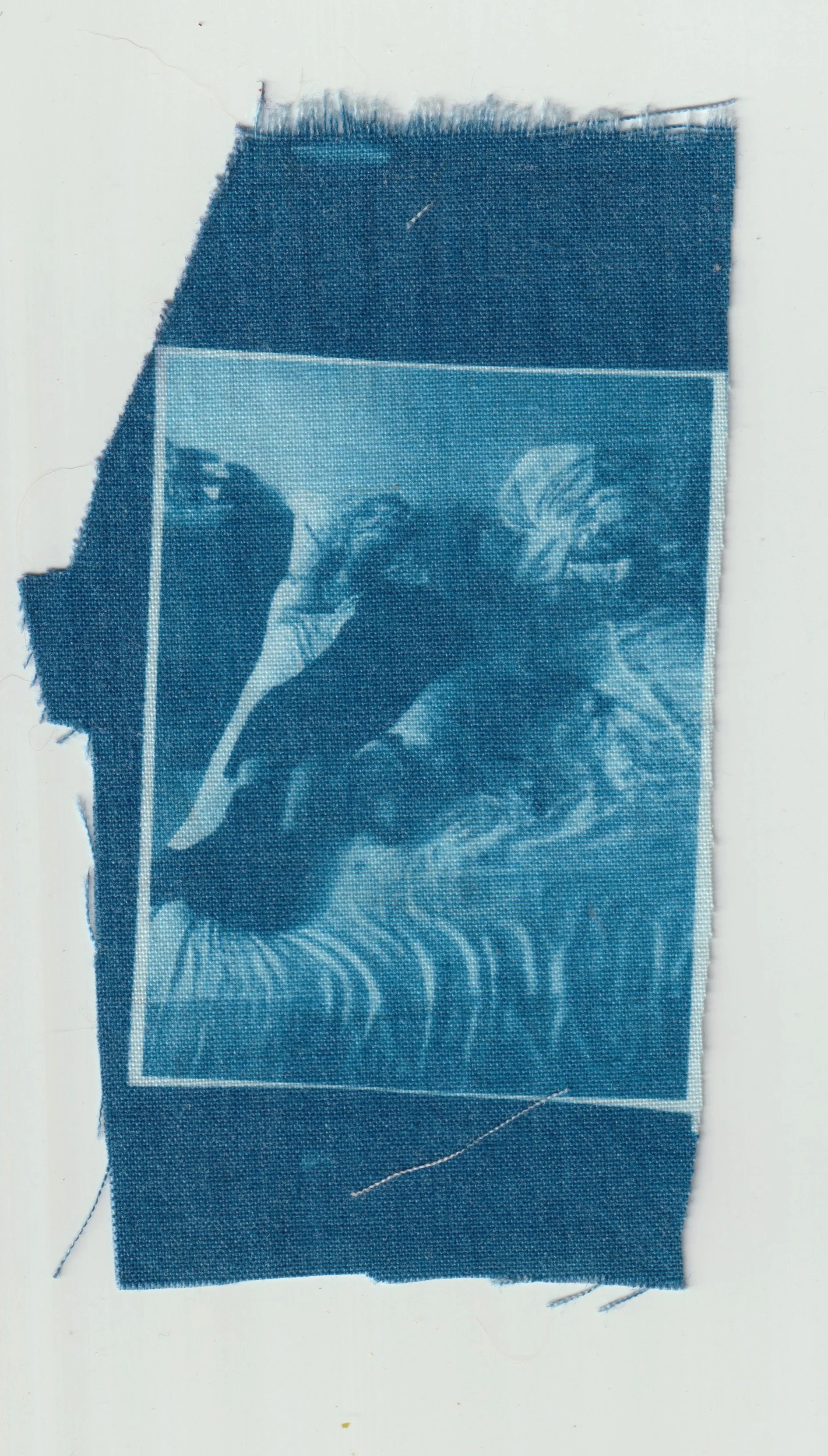 TELA CIANOTIPIA 15.jpeg